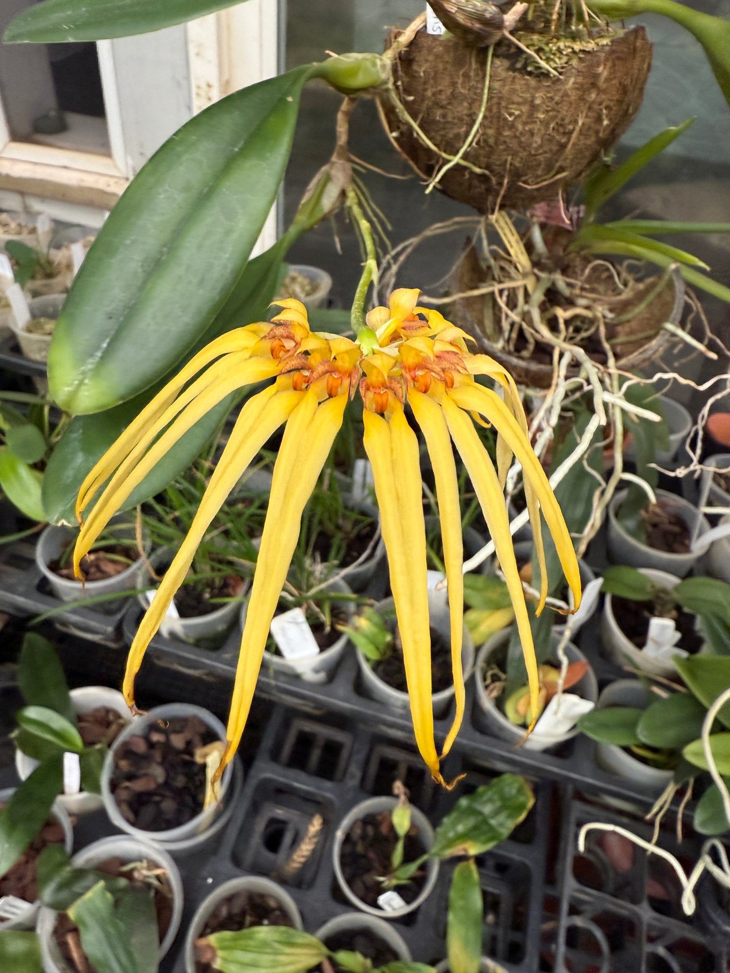 Bulbophyllum masterianum x surigaense