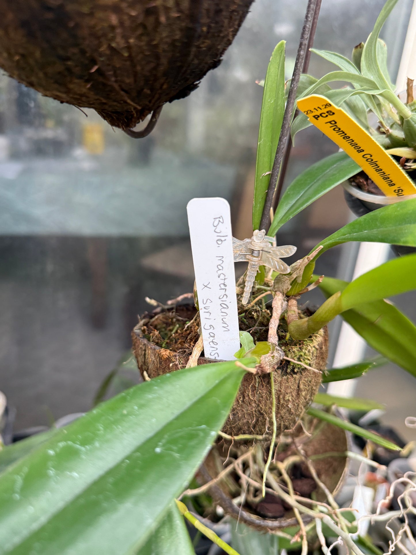 Bulbophyllum masterianum x surigaense