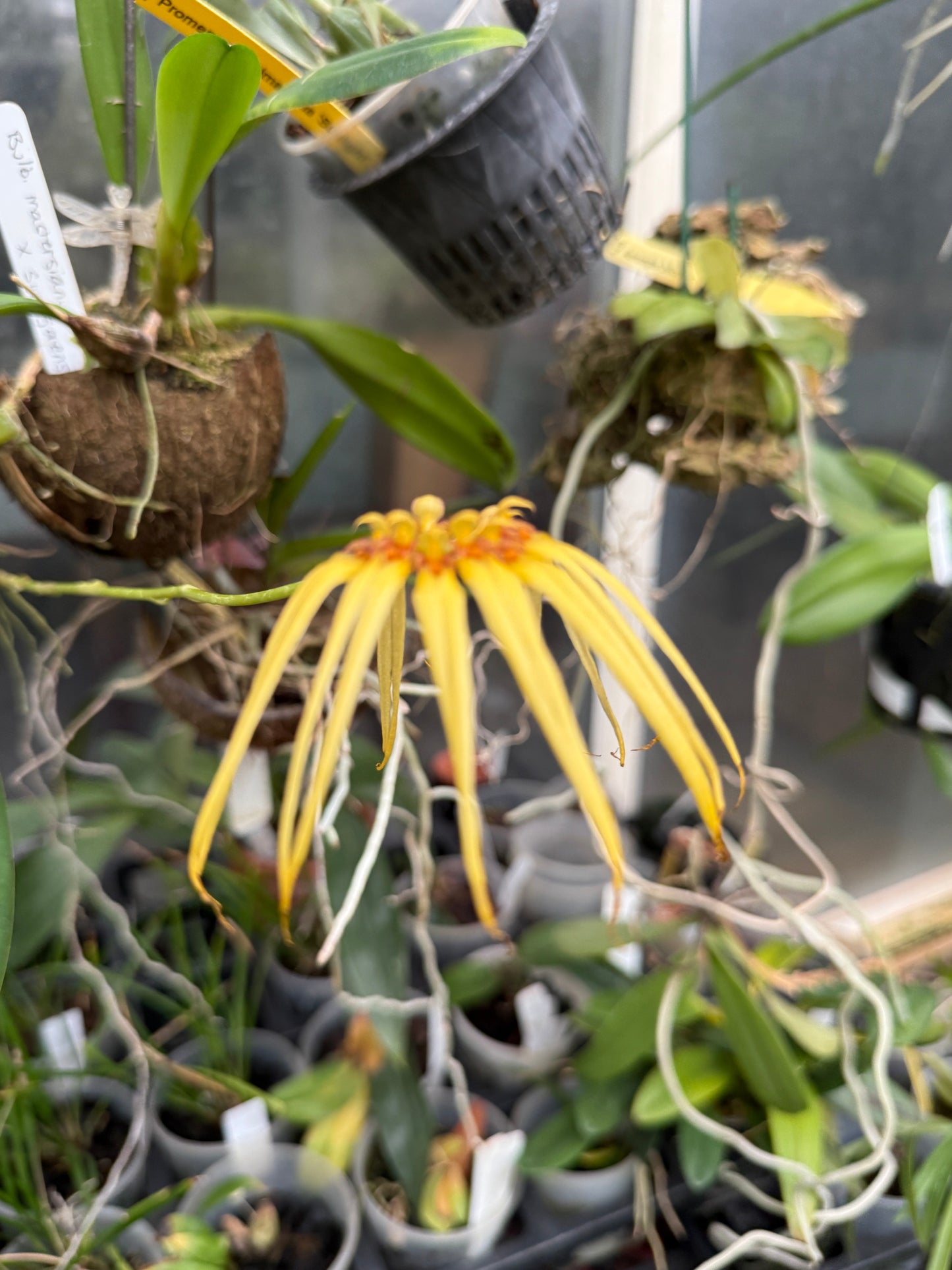 Bulbophyllum masterianum x surigaense