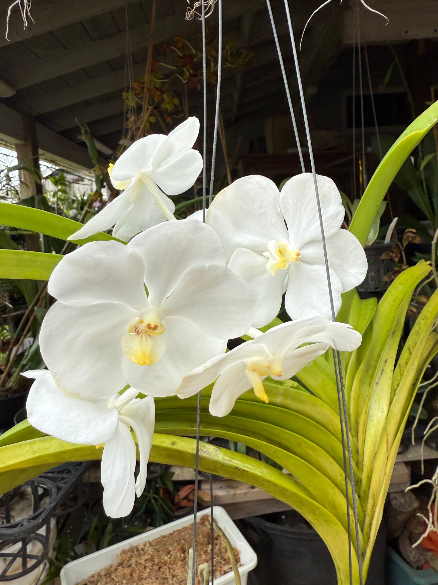 Vanda Nopporn 'White Beauty'