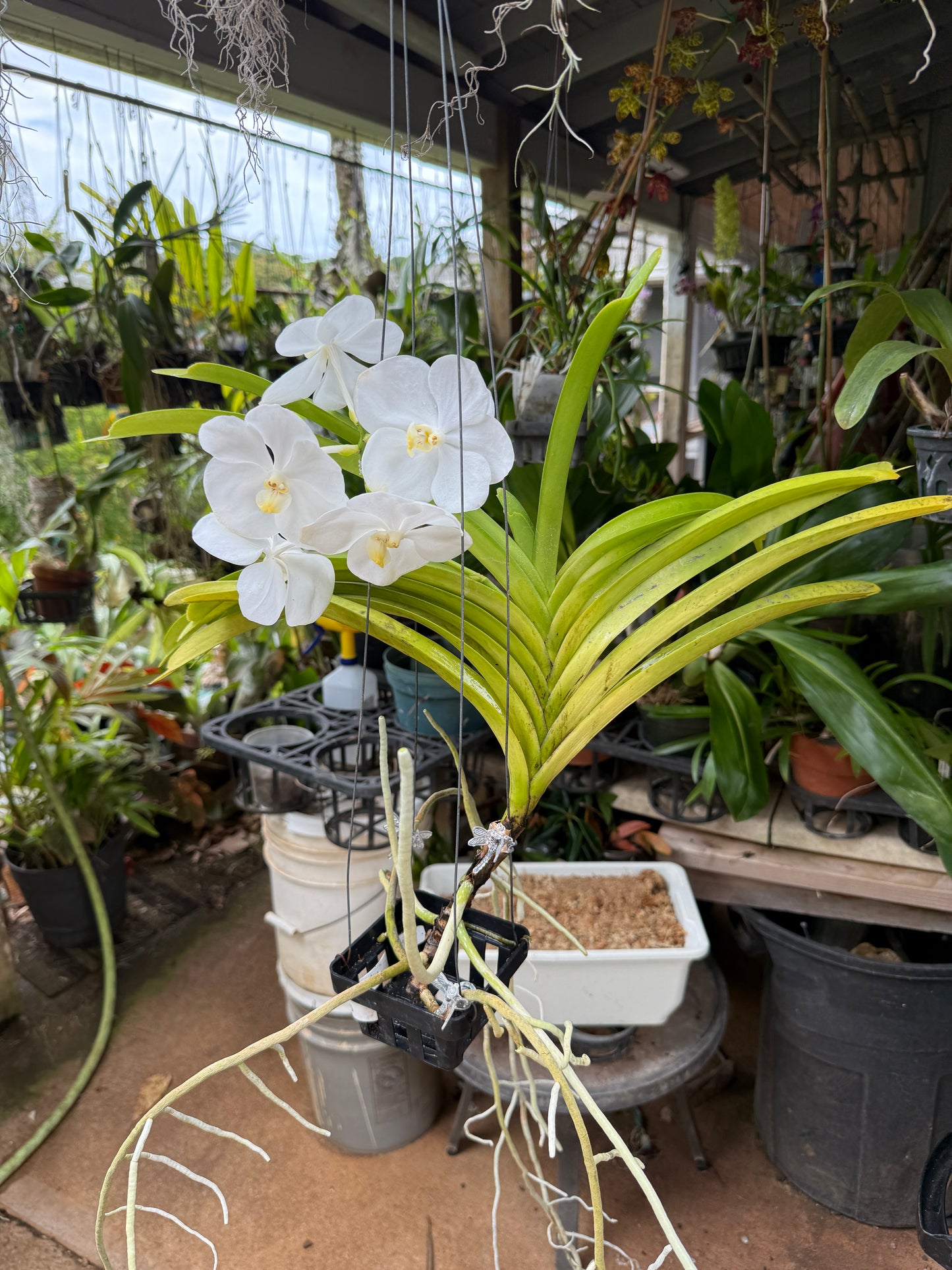 Vanda Nopporn 'White Beauty'