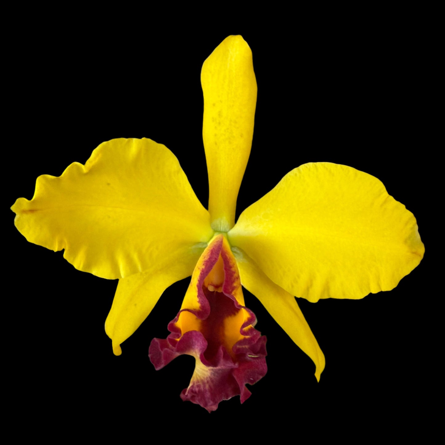 Rth. Fu Shu Glory 'Happy Holiday'