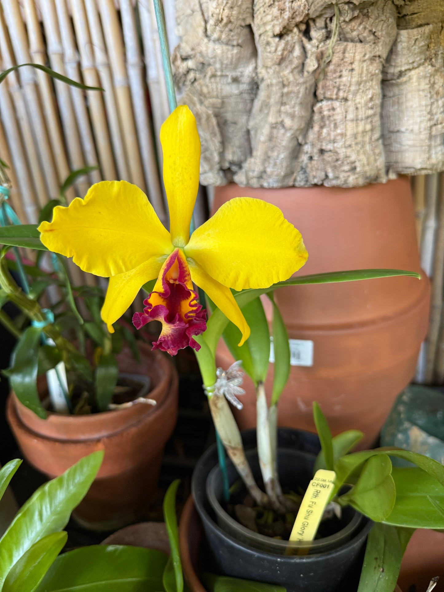 Rth. Fu Shu Glory 'Happy Holiday'