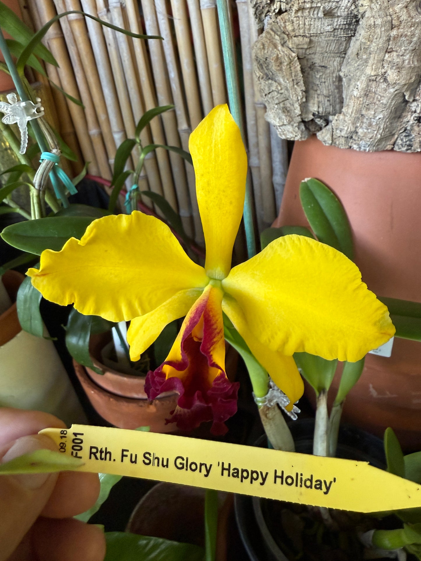 Rth. Fu Shu Glory 'Happy Holiday'