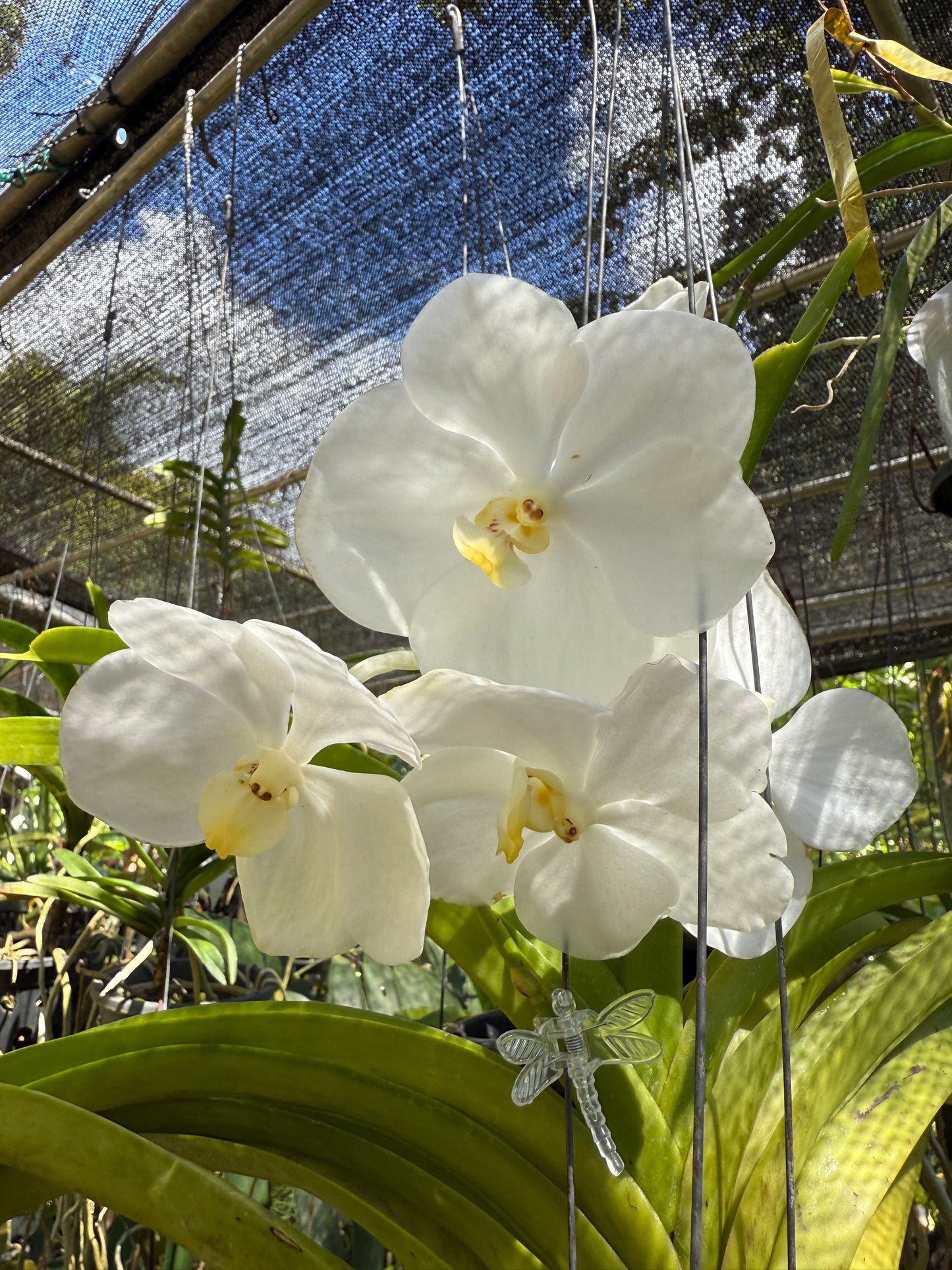 Vanda Nopporn 'White Beauty'