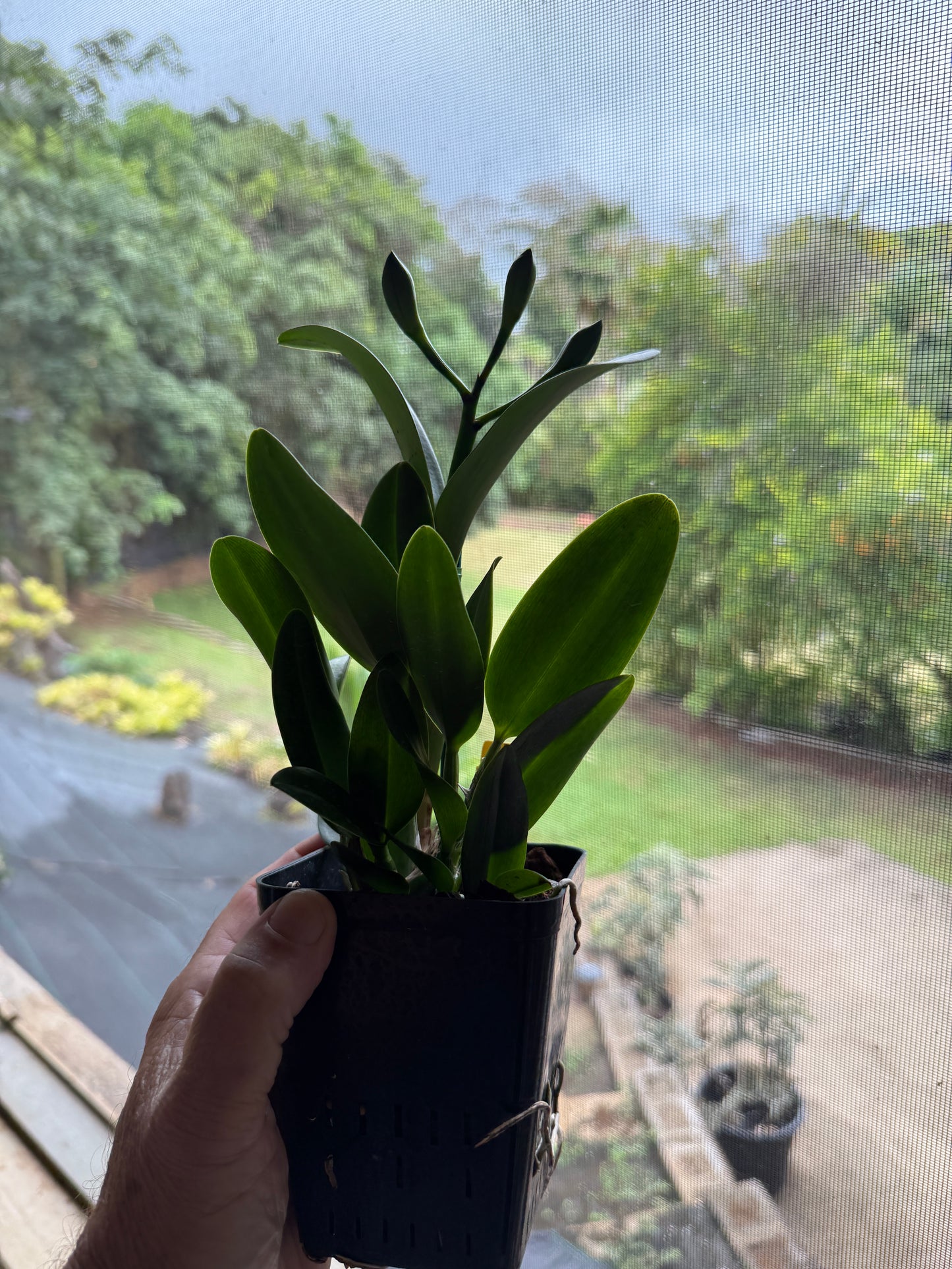 Pot. Burana Beauty 'Burana' HCC/AOS