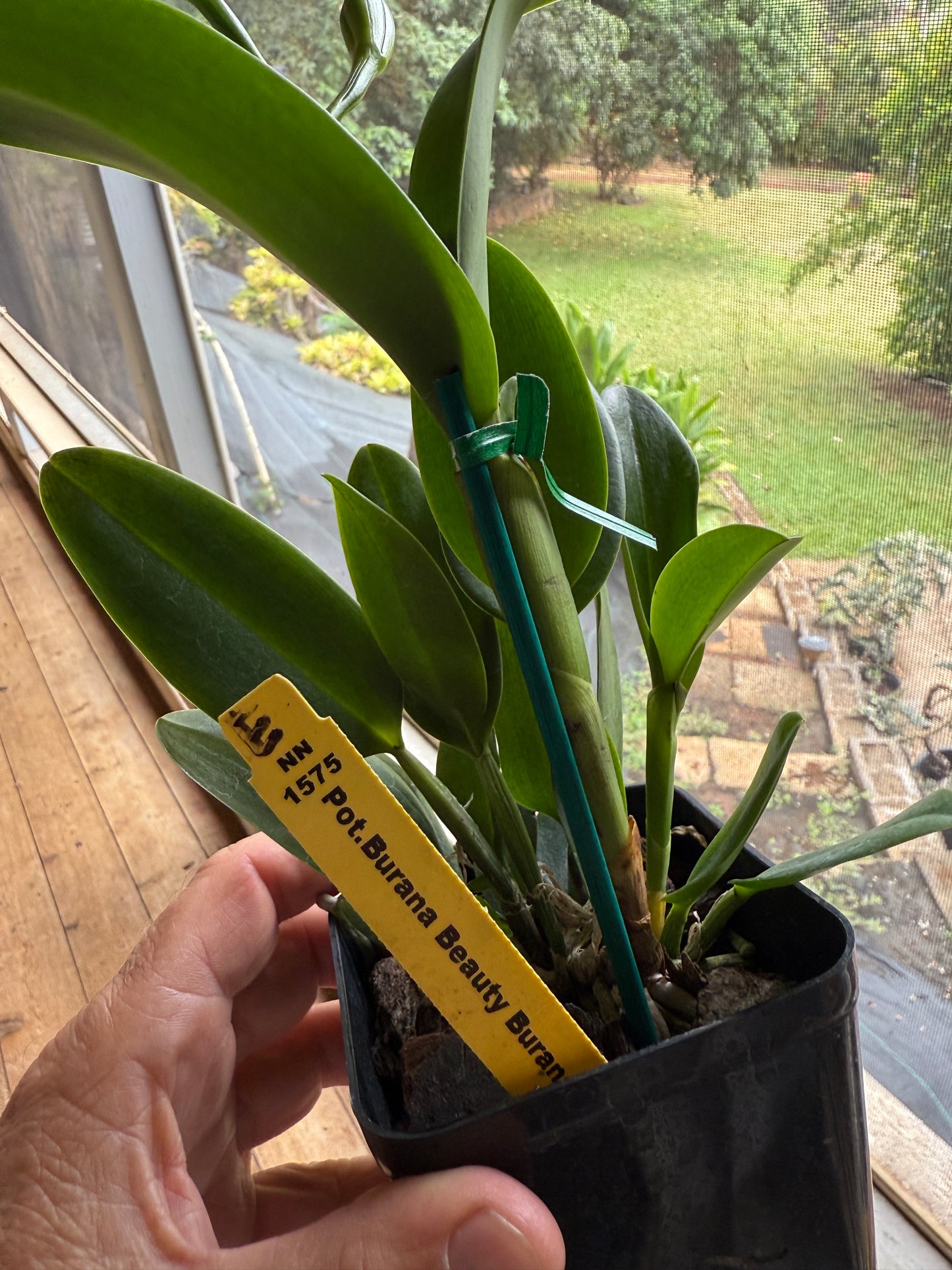 Pot. Burana Beauty 'Burana' HCC/AOS