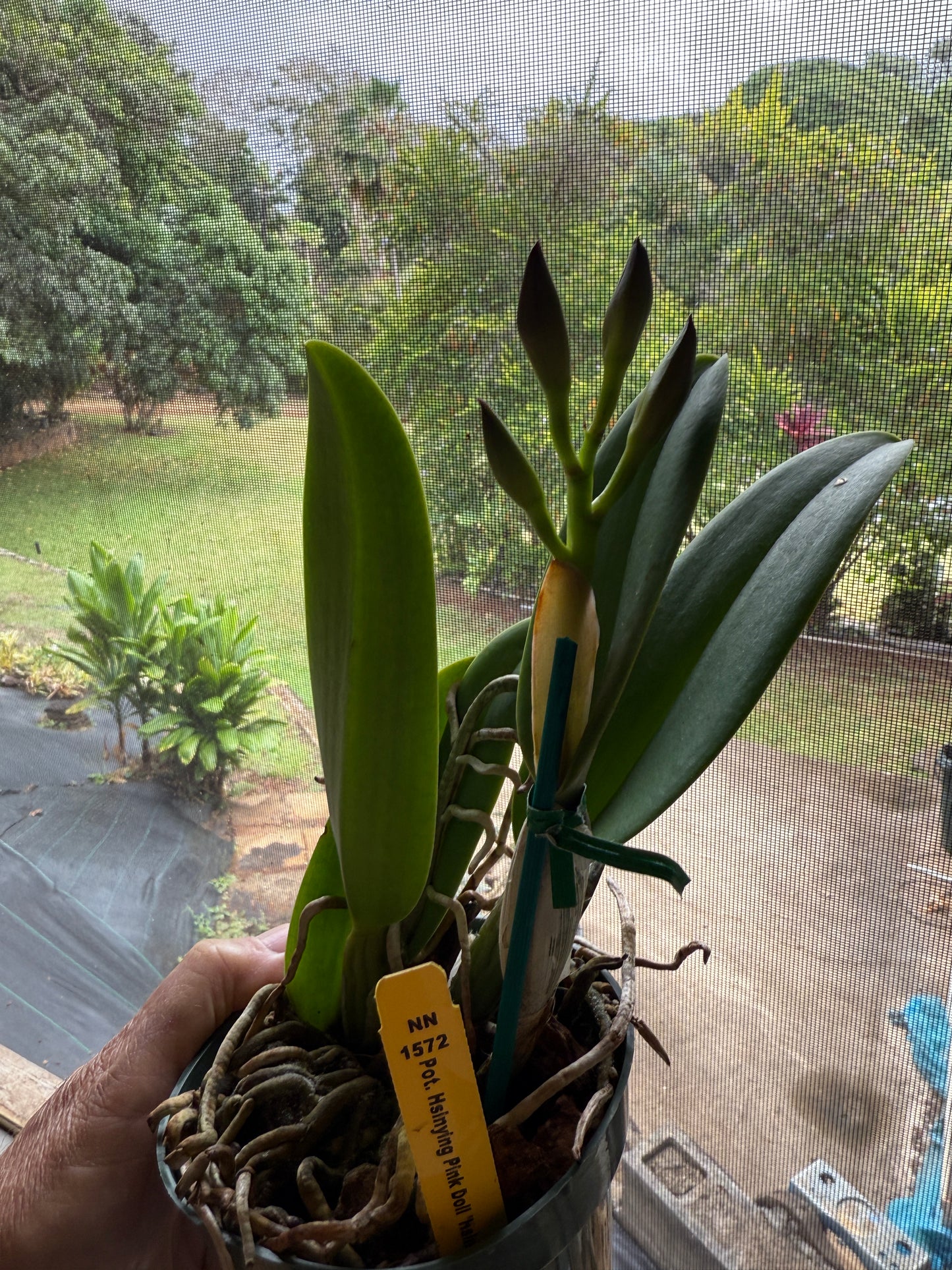 Pot. Hsinying Pink Doll 'Hsinying'