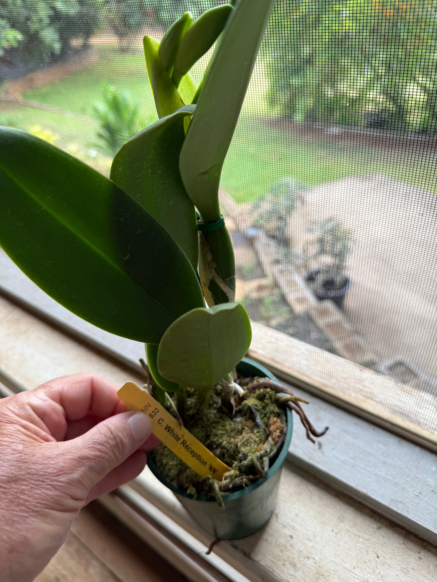 C. White Reception 'NN'