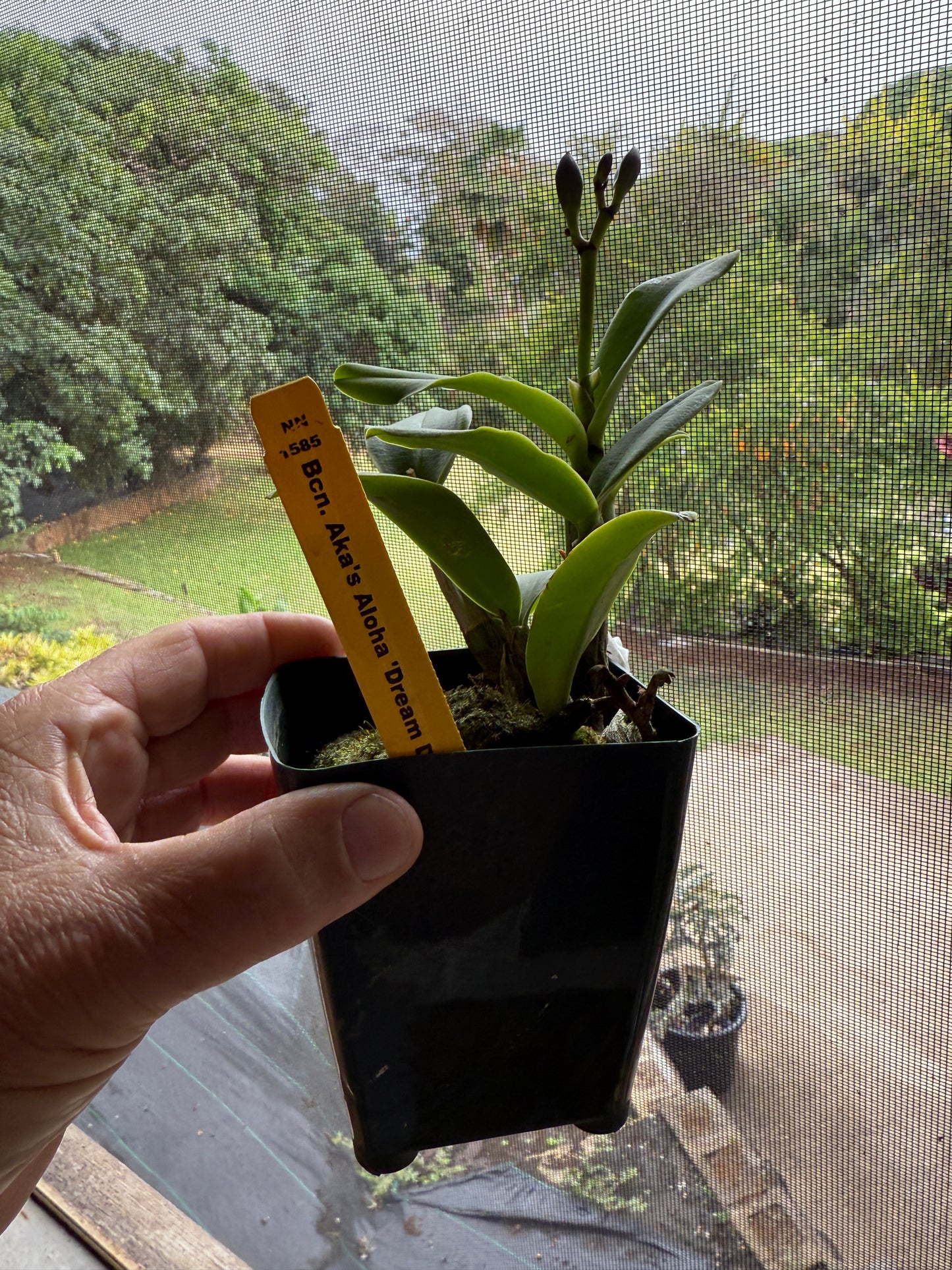 Bcn. Aka's Aloha "Dream Dust"