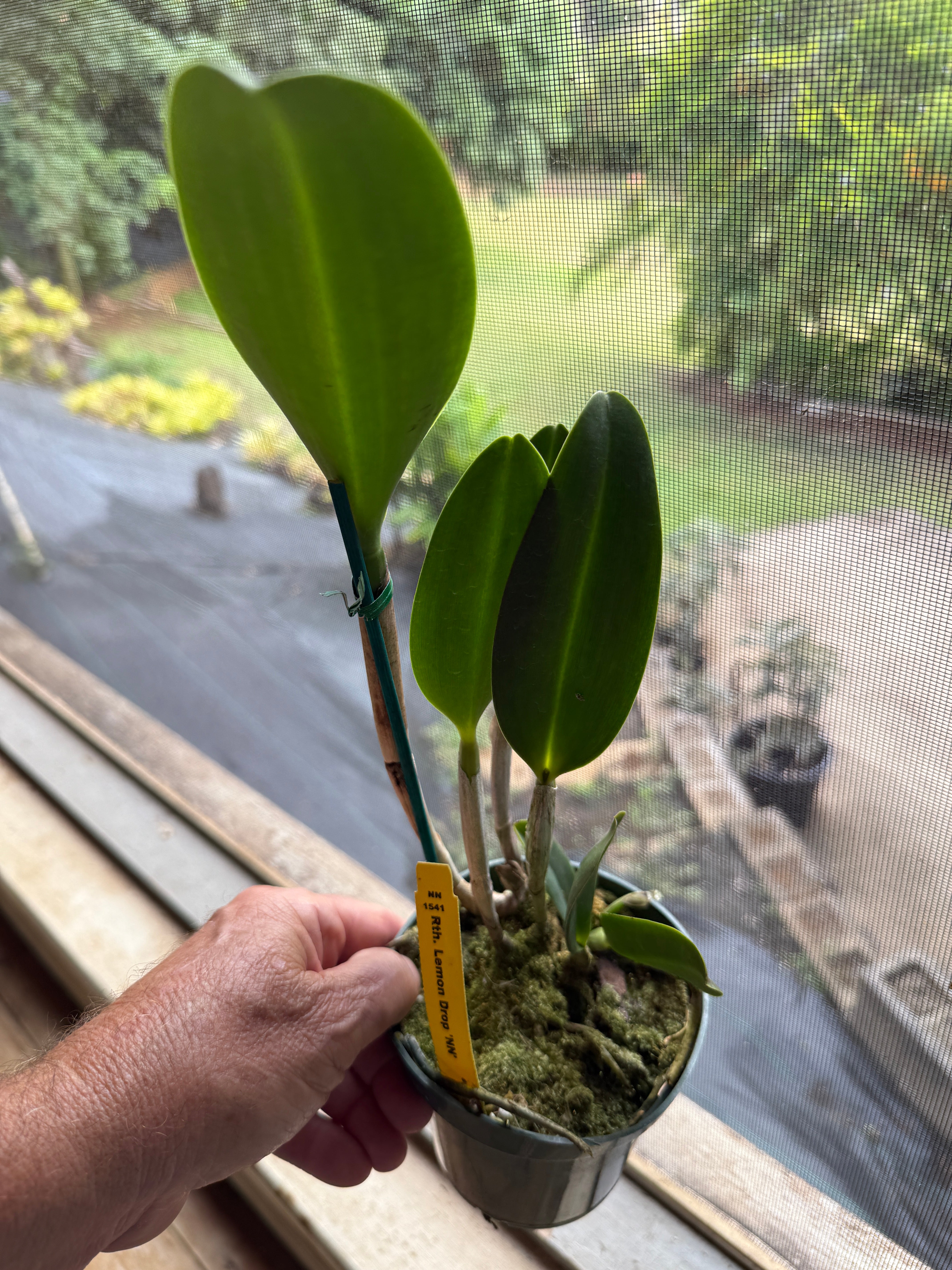 Rth Lemon Drop 'NN' – Orchid Alley