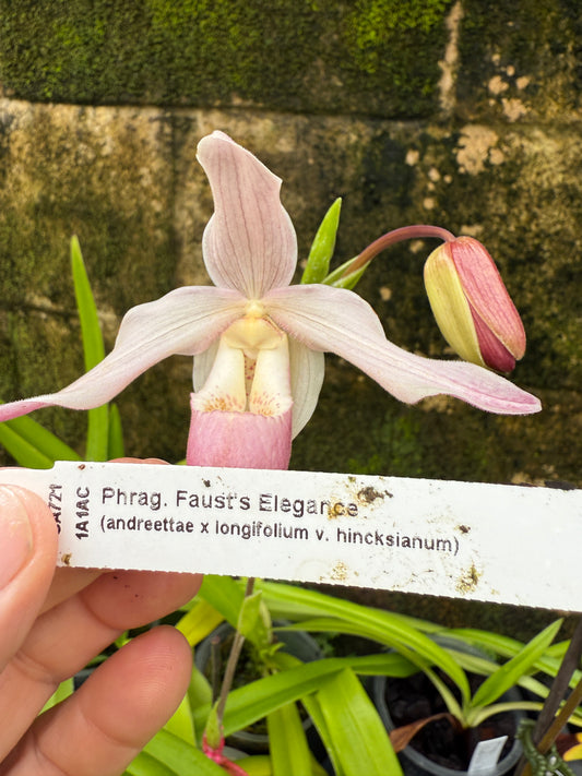 Phrag. Faust's Elegance