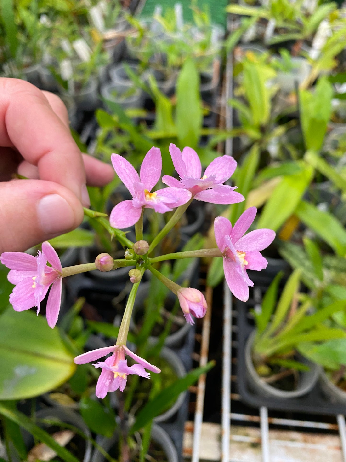 Epi. Miracle Valley x Epi. Cream Valley