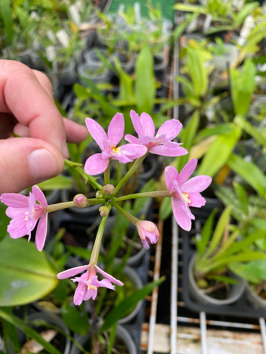 Epi. Miracle Valley x Epi. Cream Valley