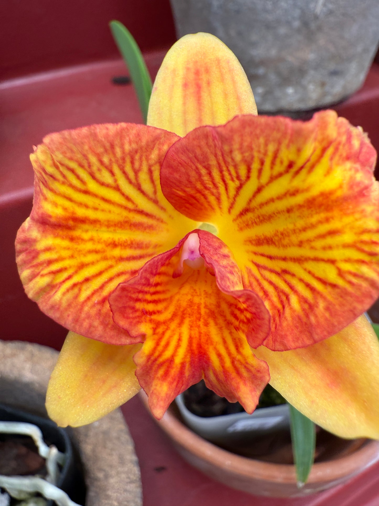 C. Candy Sparks 'Fall Candy' x Sunrise Fantasy 'D.O.'