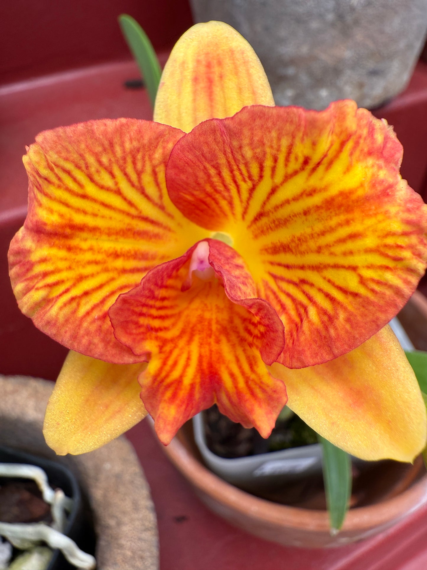 C. Candy Sparks 'Fall Candy' x Sunrise Fantasy 'D.O.'