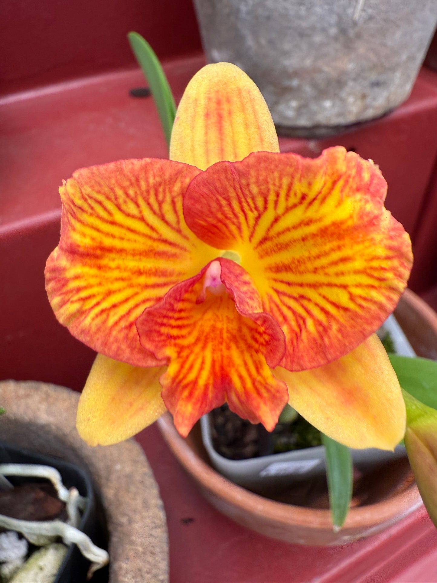 C. Candy Sparks 'Fall Candy' x Sunrise Fantasy 'D.O.'
