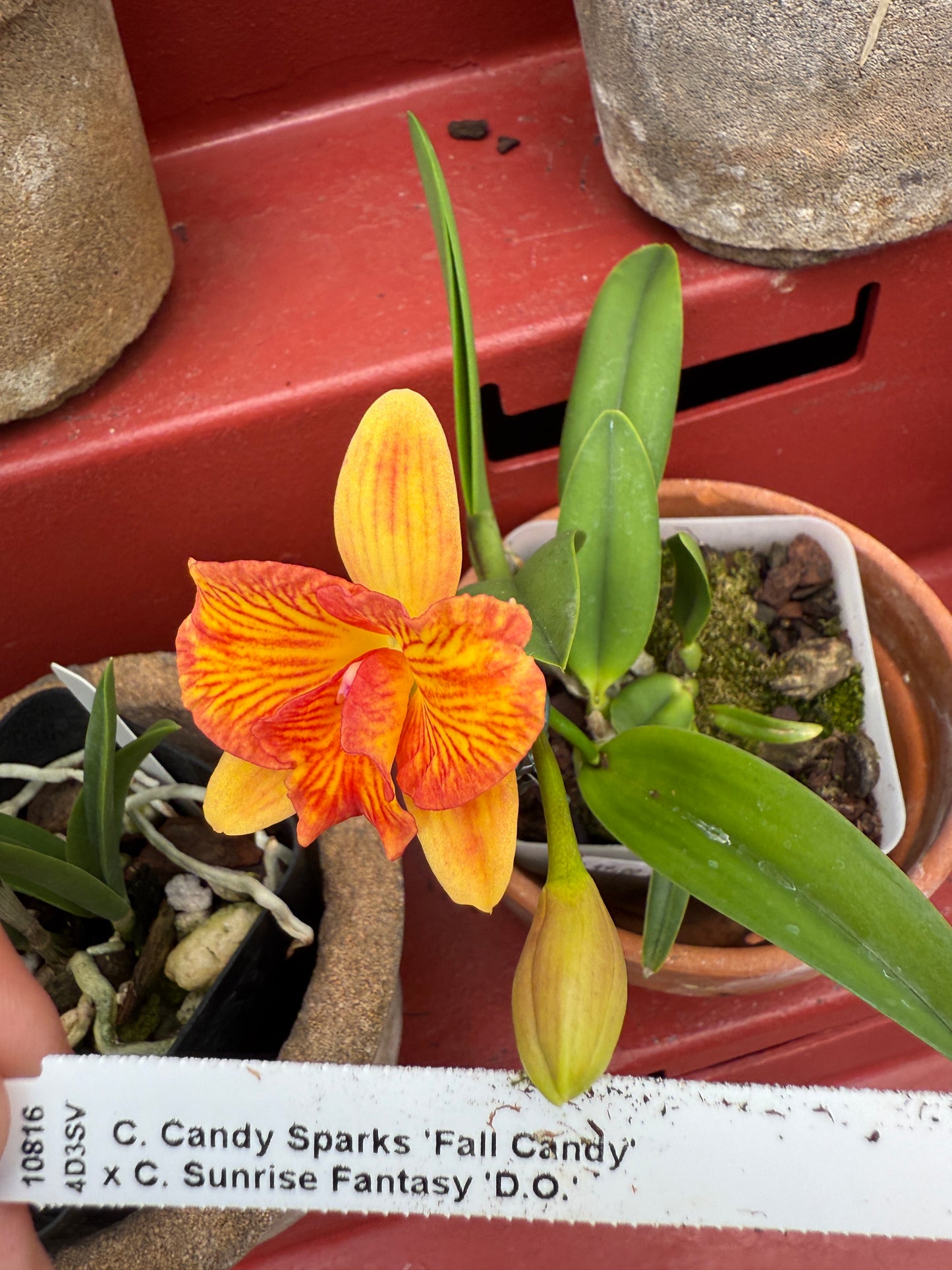 C. Candy Sparks 'Fall Candy' x Sunrise Fantasy 'D.O.'