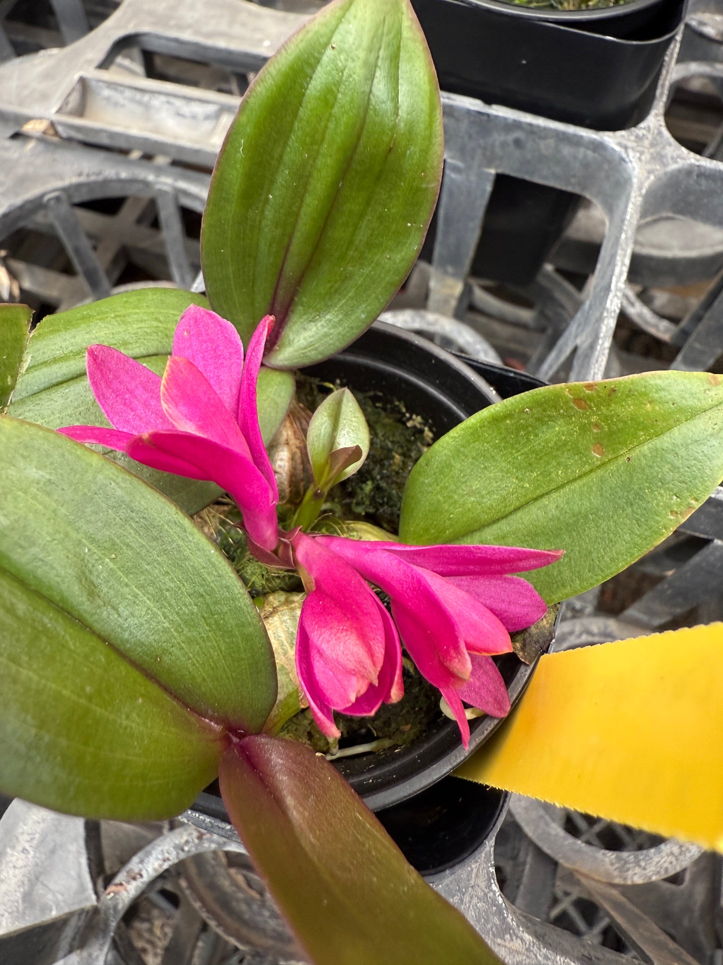 Den. laevifollum 'Hot Pink' x sib. 'The King