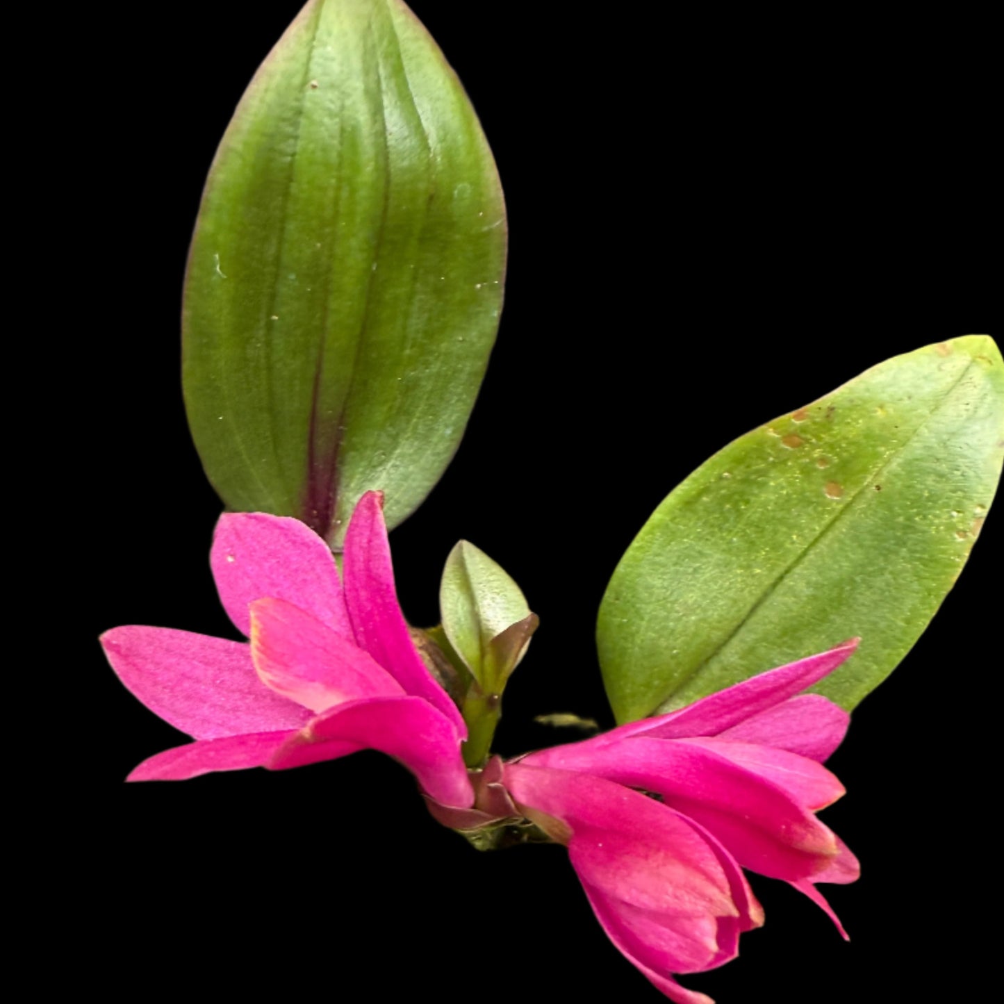 Den. laevifollum 'Hot Pink' x sib. 'The King