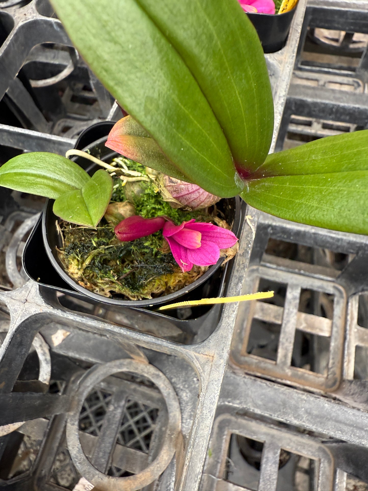 Den. laevifollum 'Hot Pink' x sib. 'The King