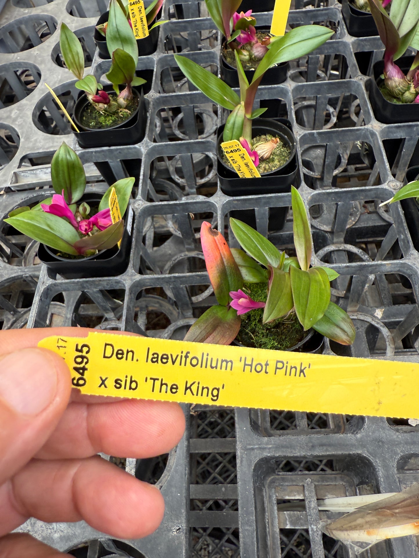 Den. laevifollum 'Hot Pink' x sib. 'The King