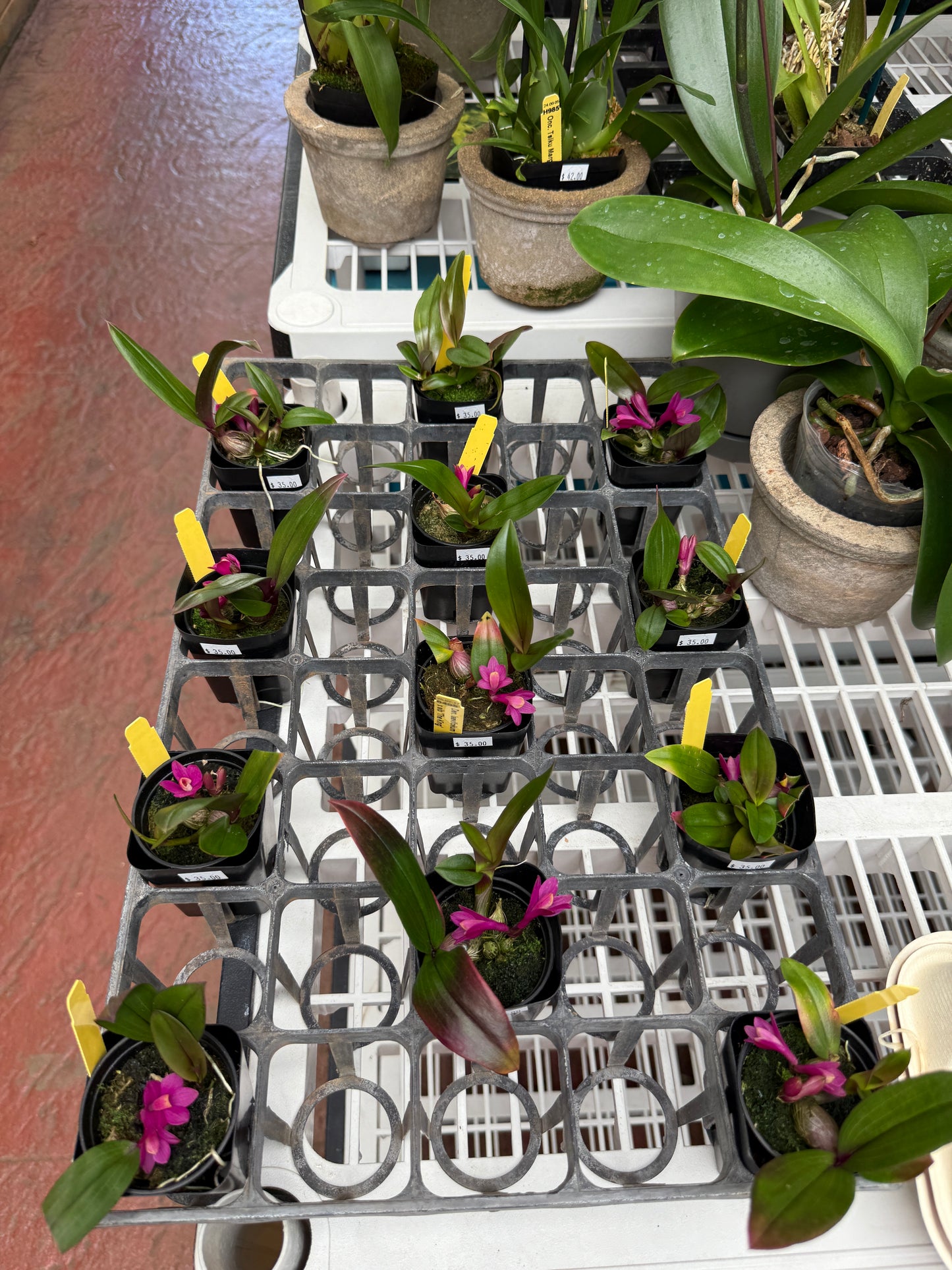 Den. laevifollum 'Hot Pink' x sib. 'The King