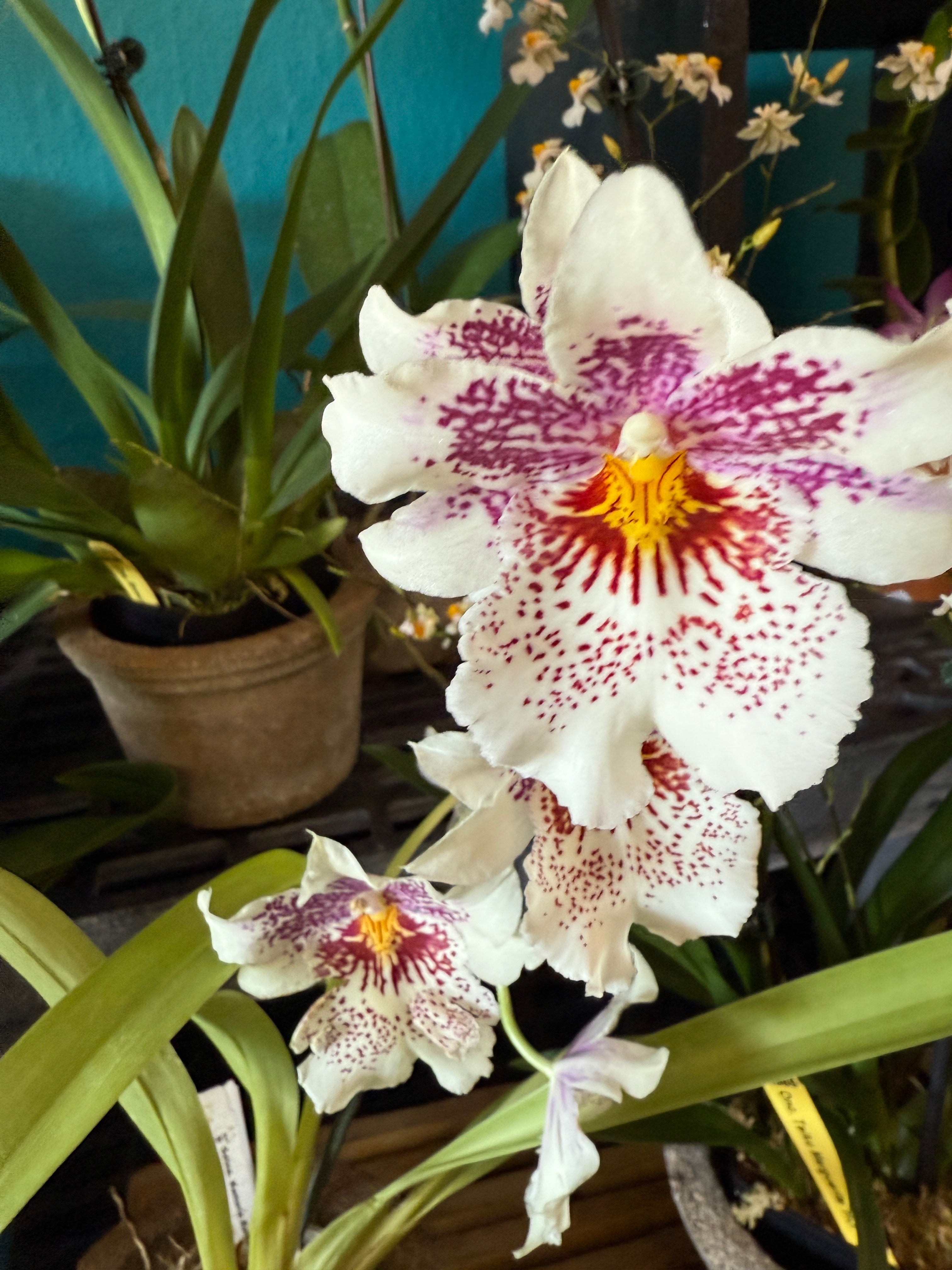 Odontonia Memoria Martin Orenstein 'Lulu' HCC/AOS – Orchid Alley