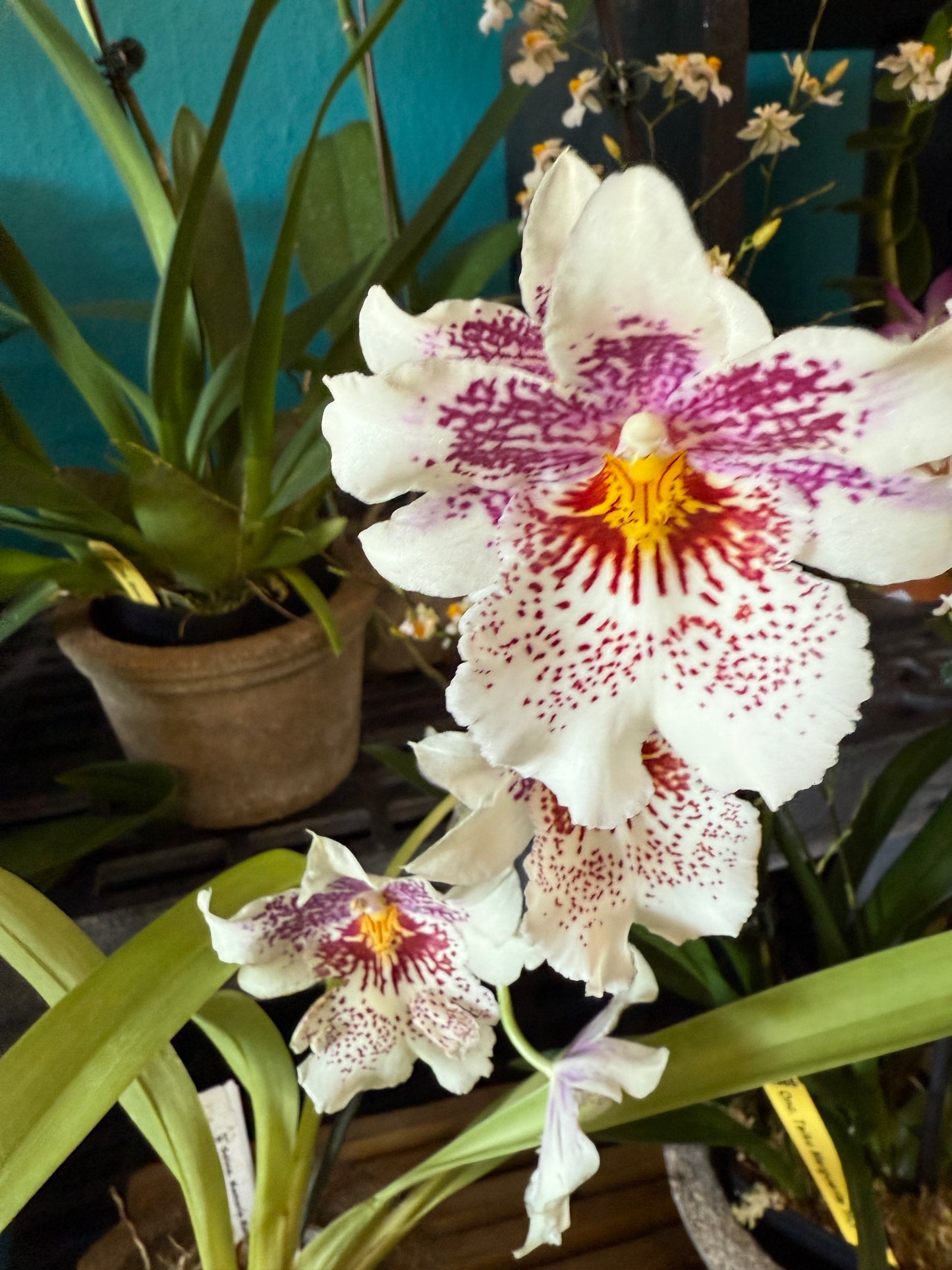 Odontonia Memoria Martin Orenstein 'Lulu' HCC/AOS