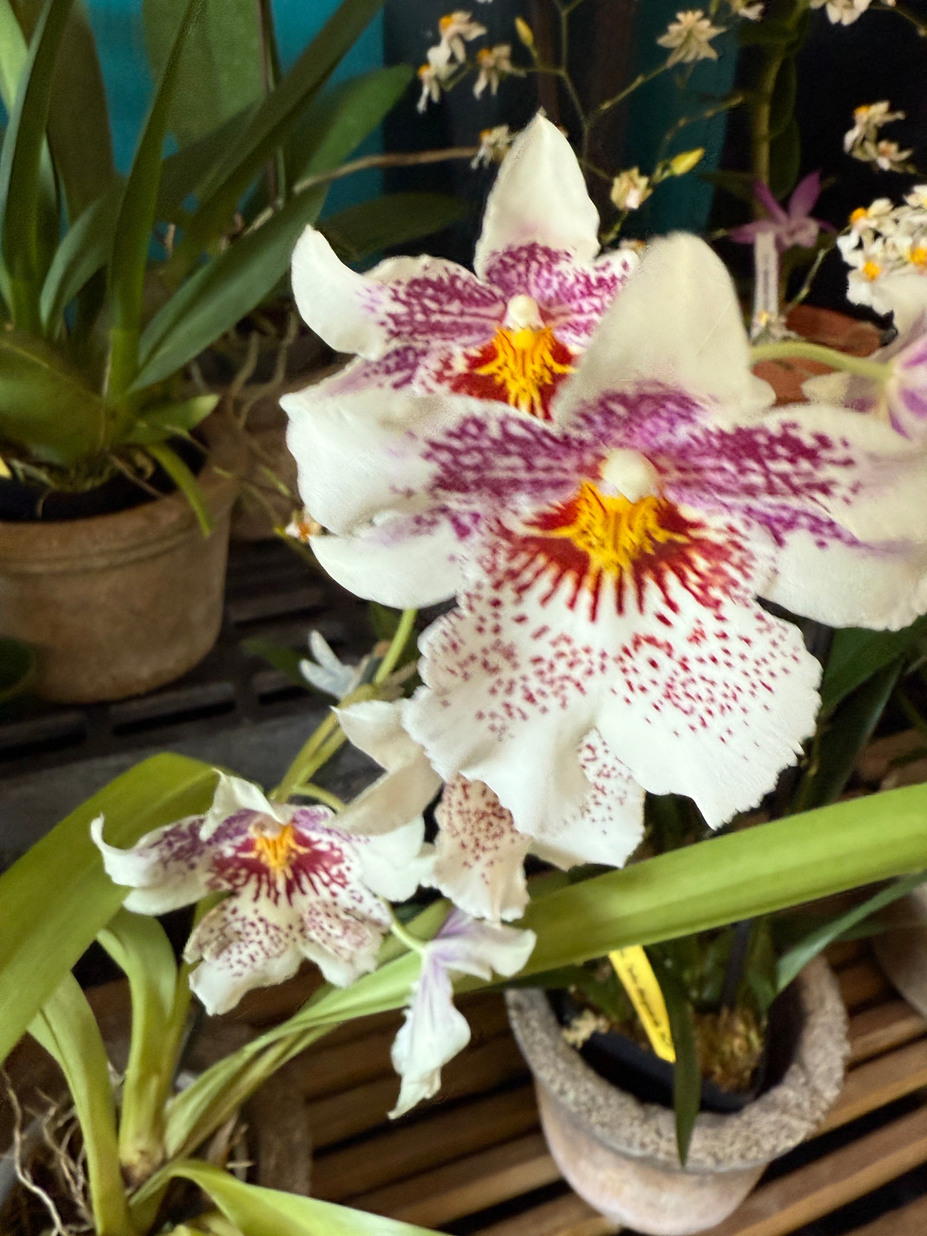 Odontonia Memoria Martin Orenstein 'Lulu' HCC/AOS – Orchid Alley