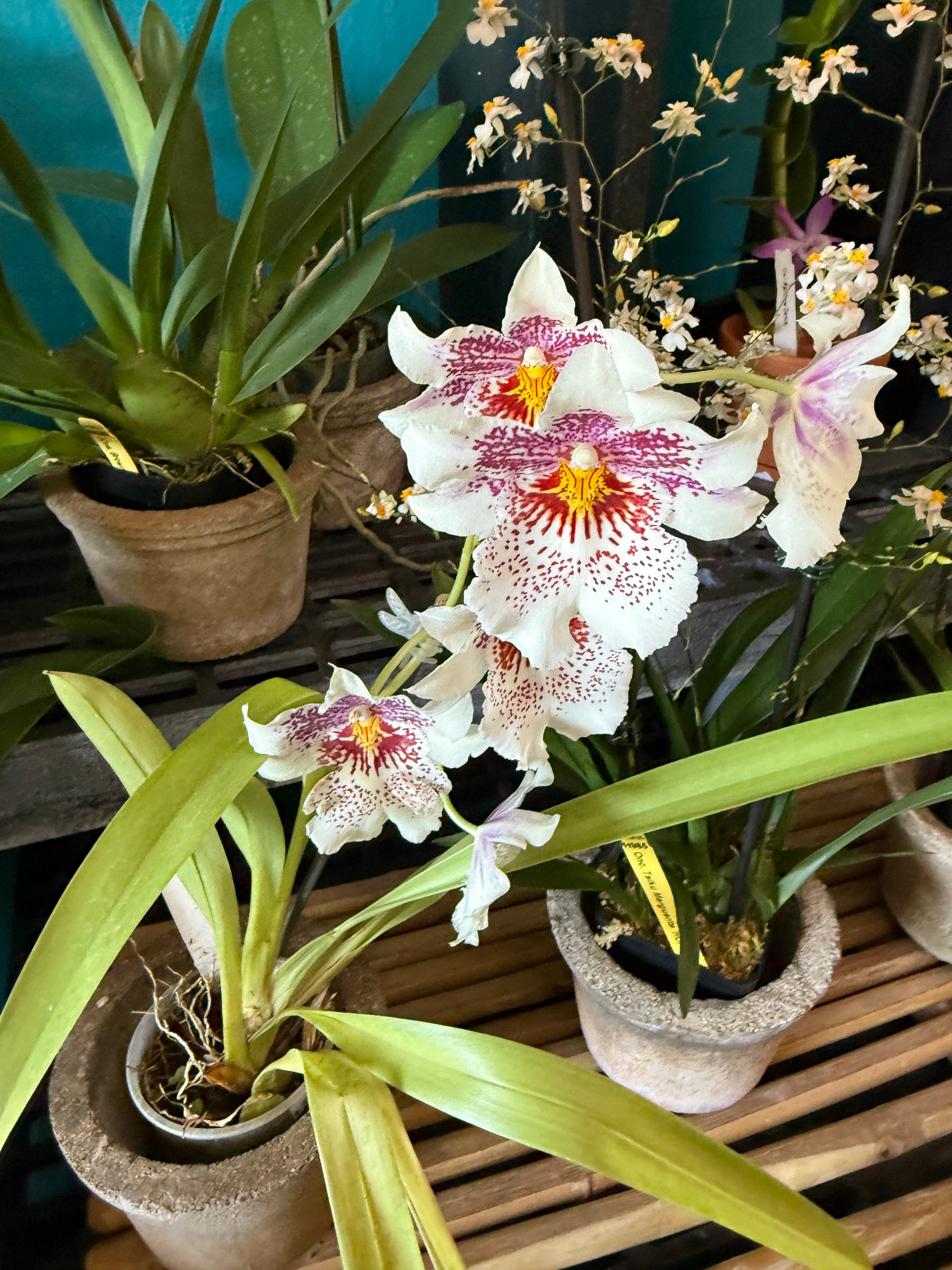 Odontonia Memoria Martin Orenstein 'Lulu' HCC/AOS – Orchid Alley