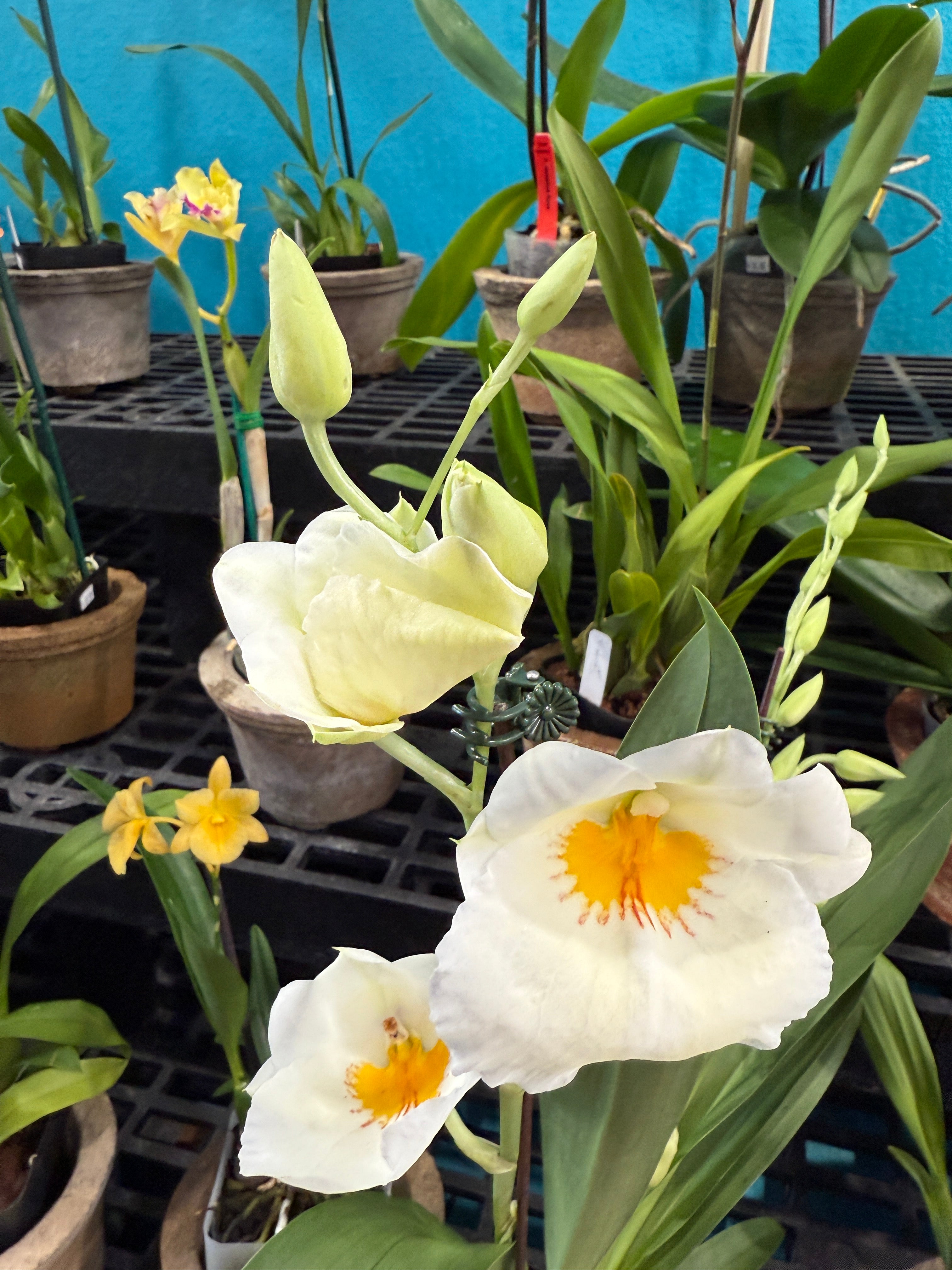 Miltoniopsis Snow Charm 'Mauna Kea' AM/AOS – Orchid Alley