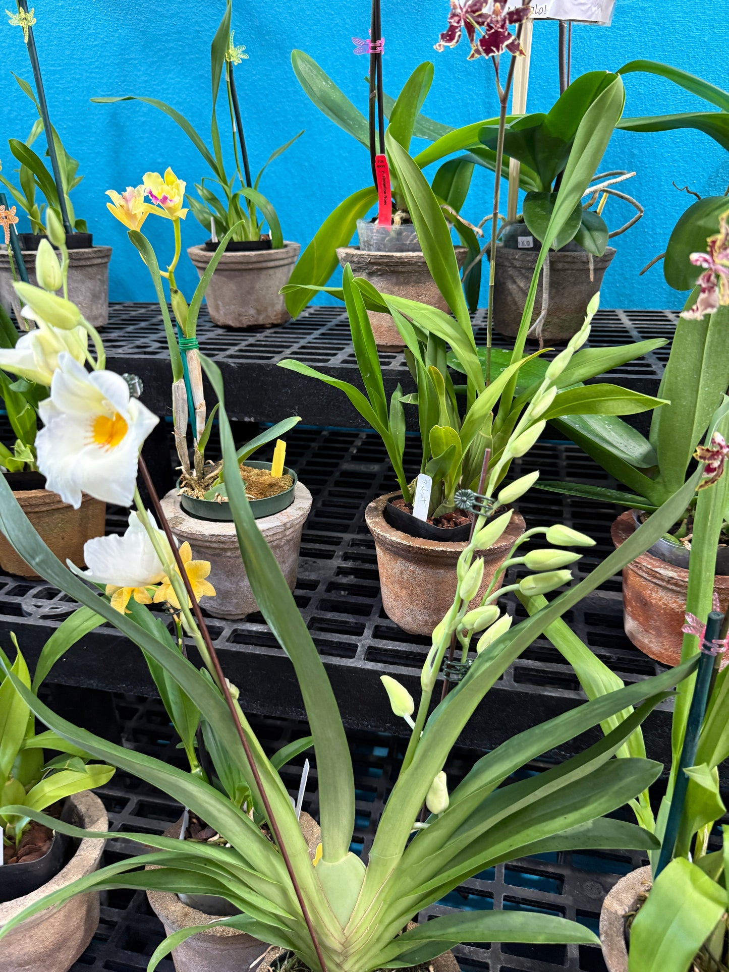 Miltoniopsis Snow Charm 'Mauna Kea' AM/AOS