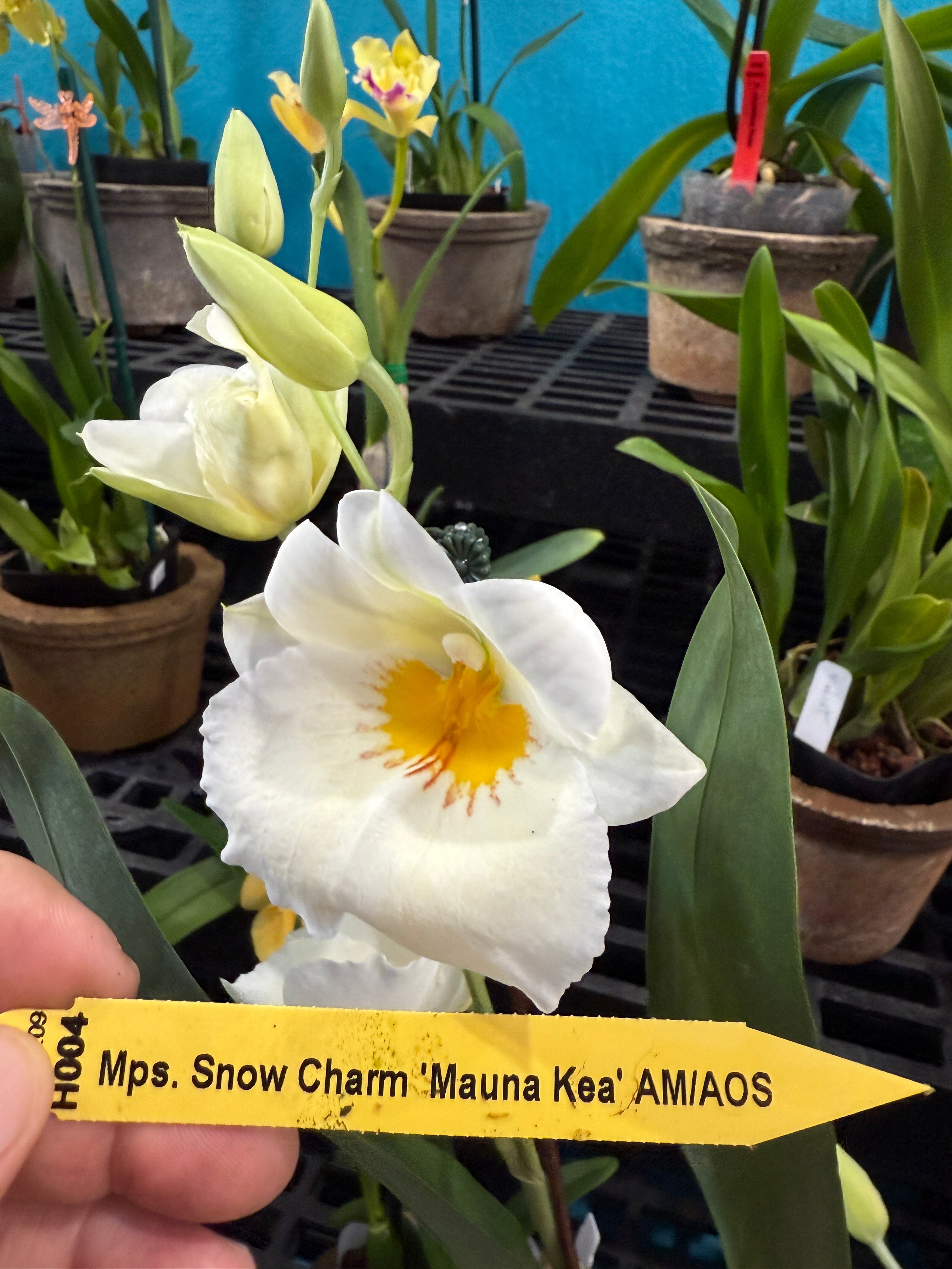 Miltoniopsis Snow Charm 'Mauna Kea' AM/AOS – Orchid Alley