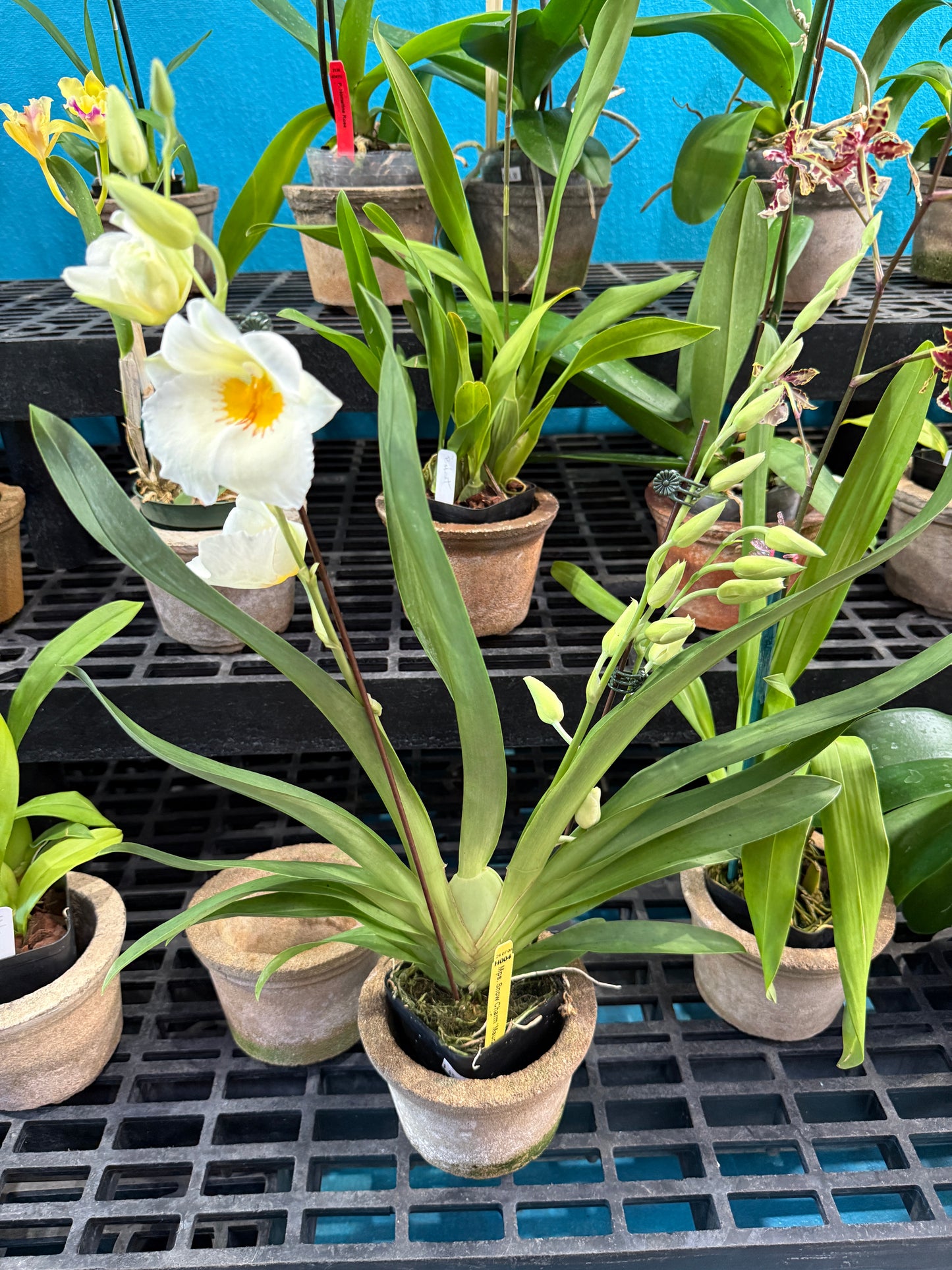 Miltoniopsis Snow Charm 'Mauna Kea' AM/AOS