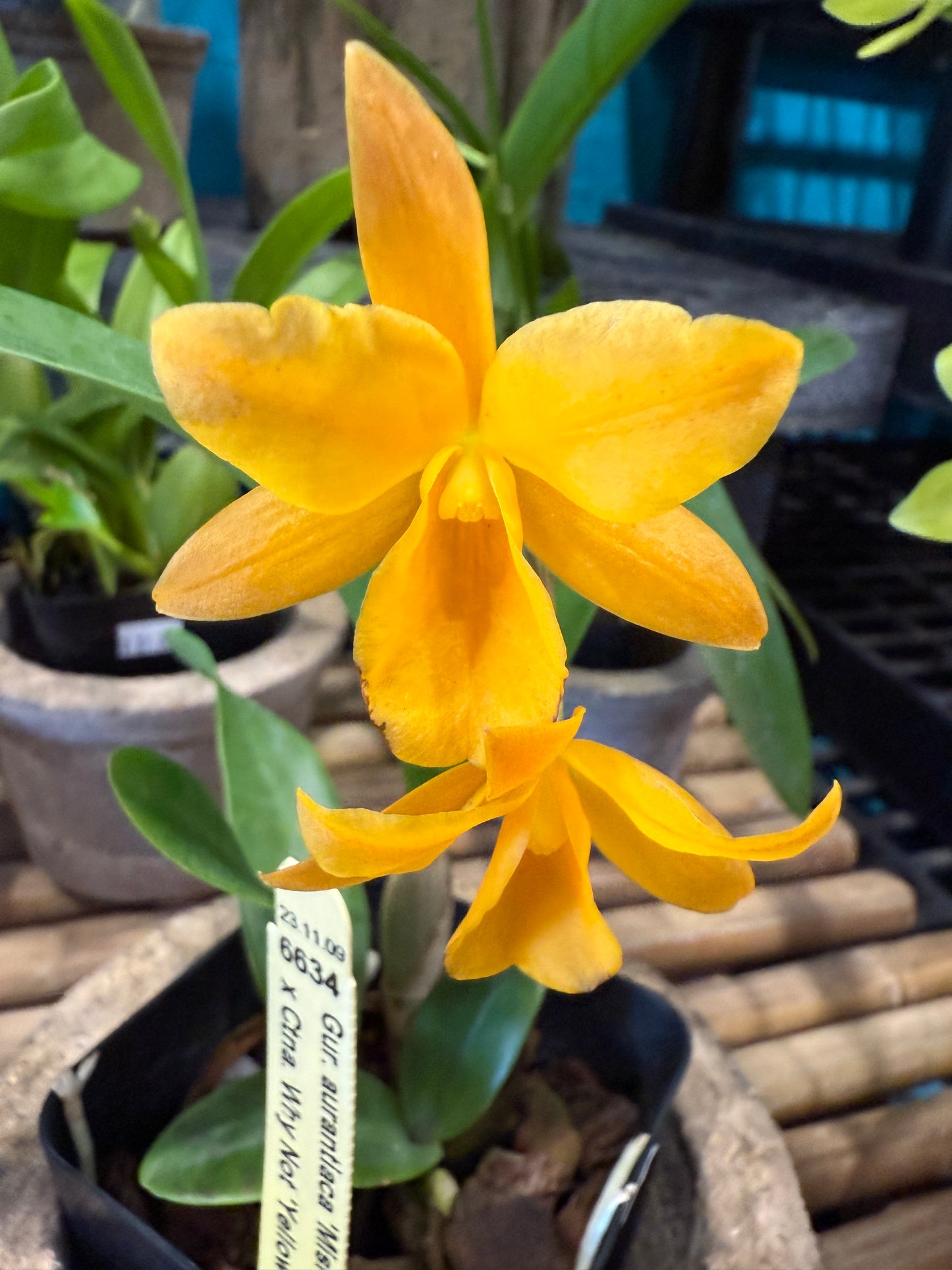 Ctna. Why Not (Yellow Form)