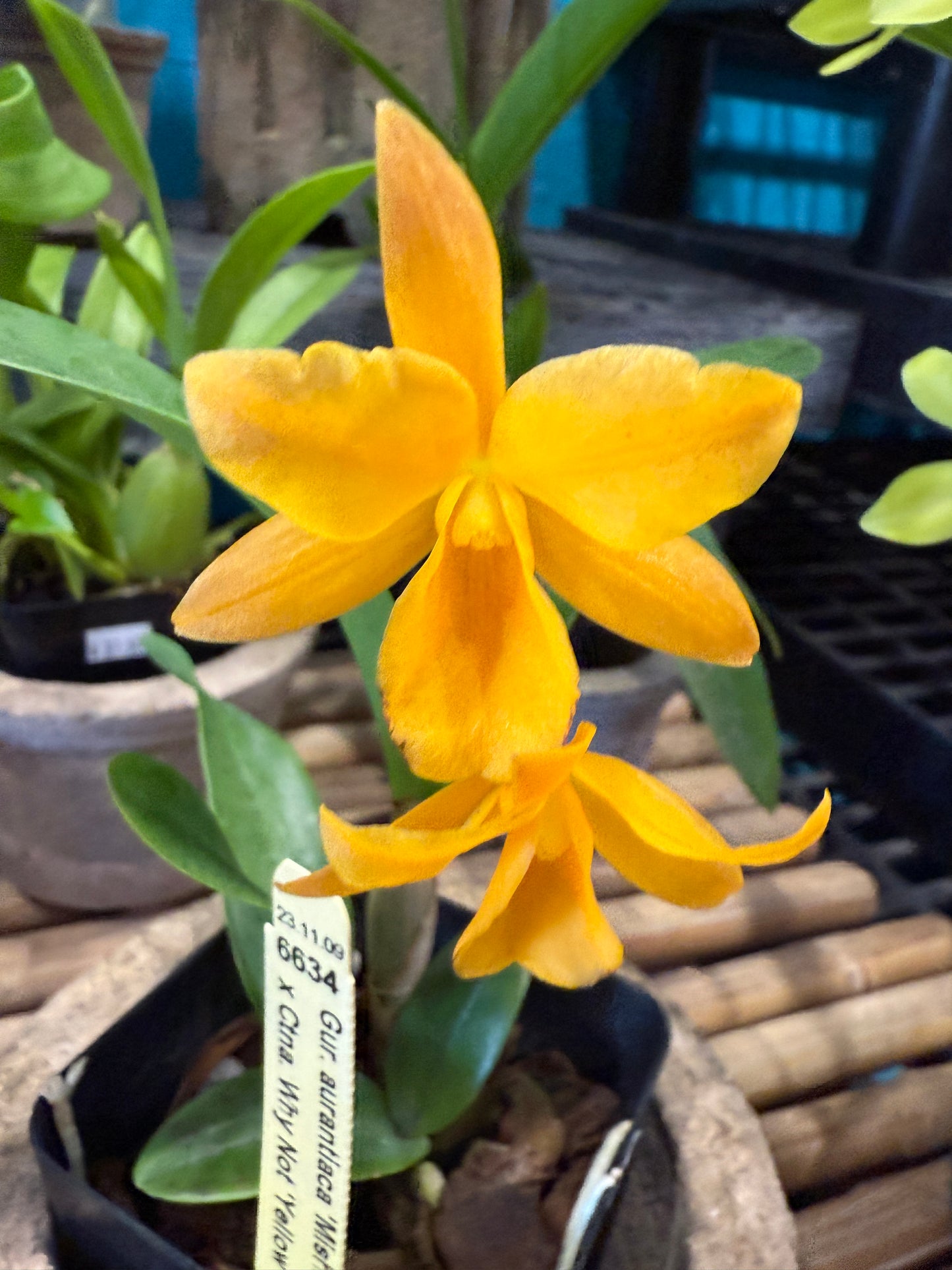 Ctna. Why Not (Yellow Form)