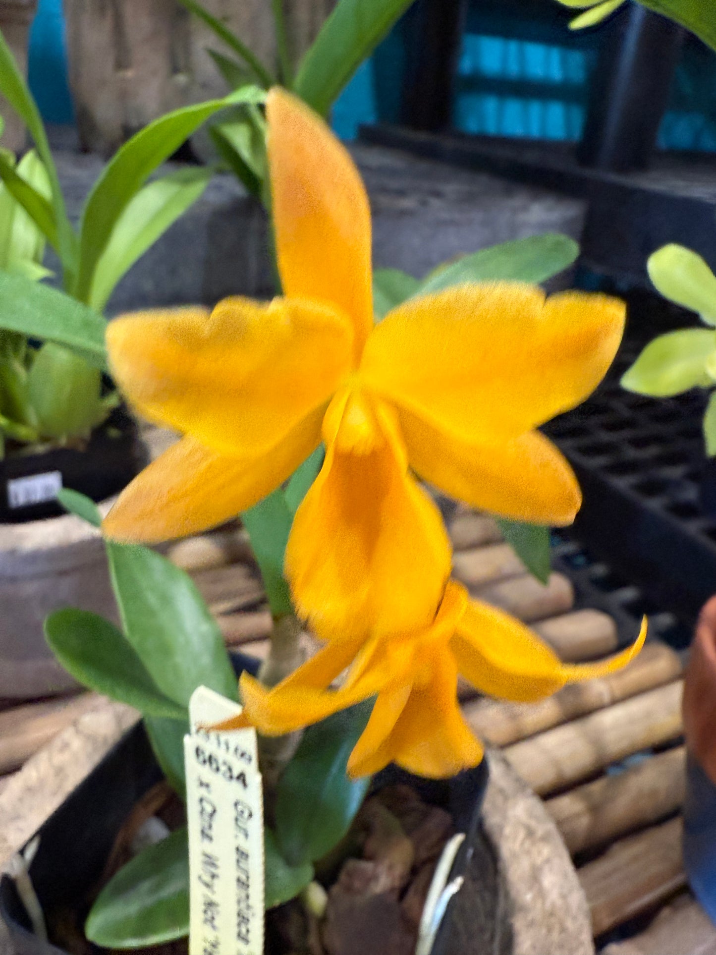 Ctna. Why Not (Yellow Form)