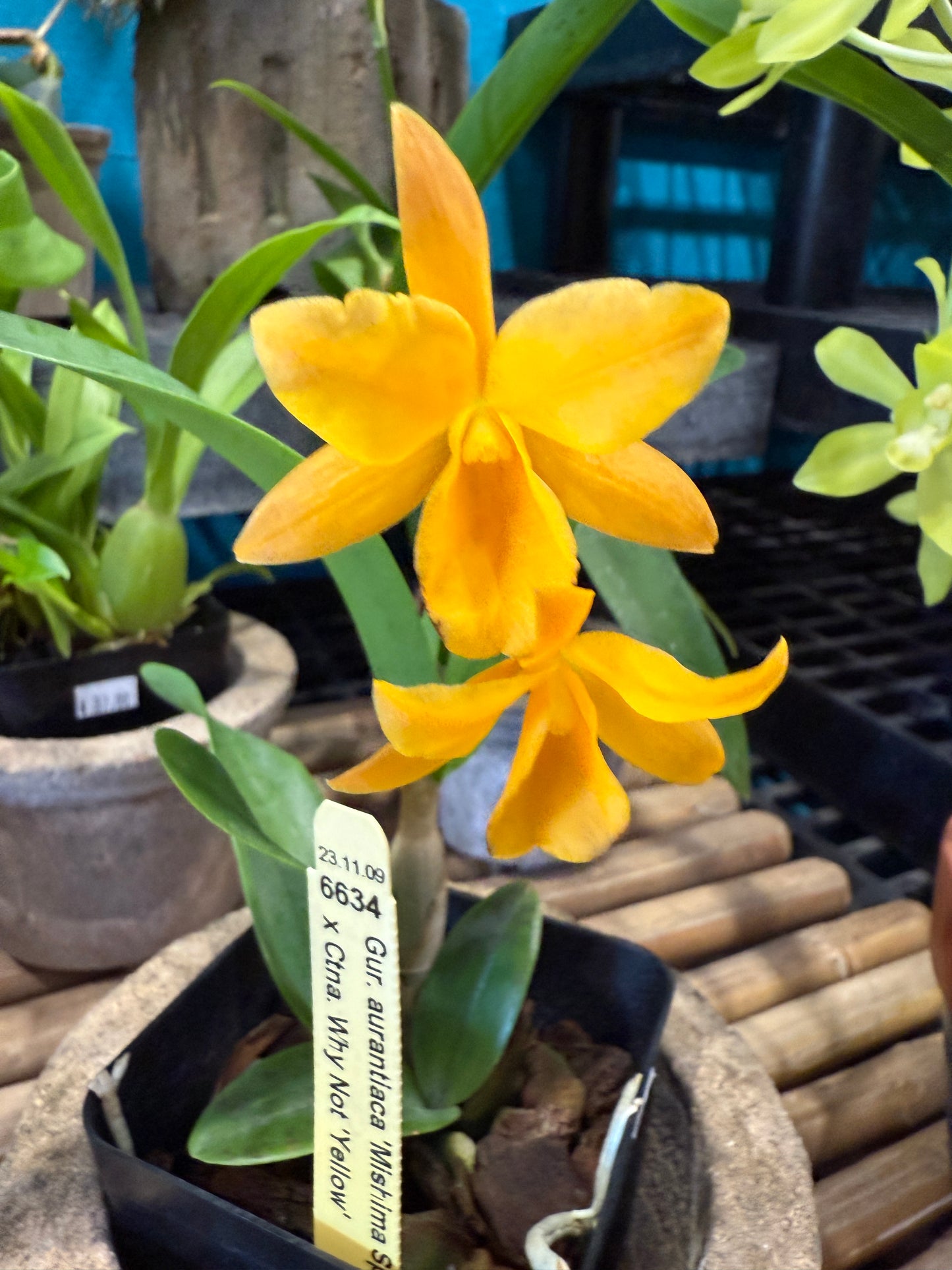 Ctna. Why Not (Yellow Form)