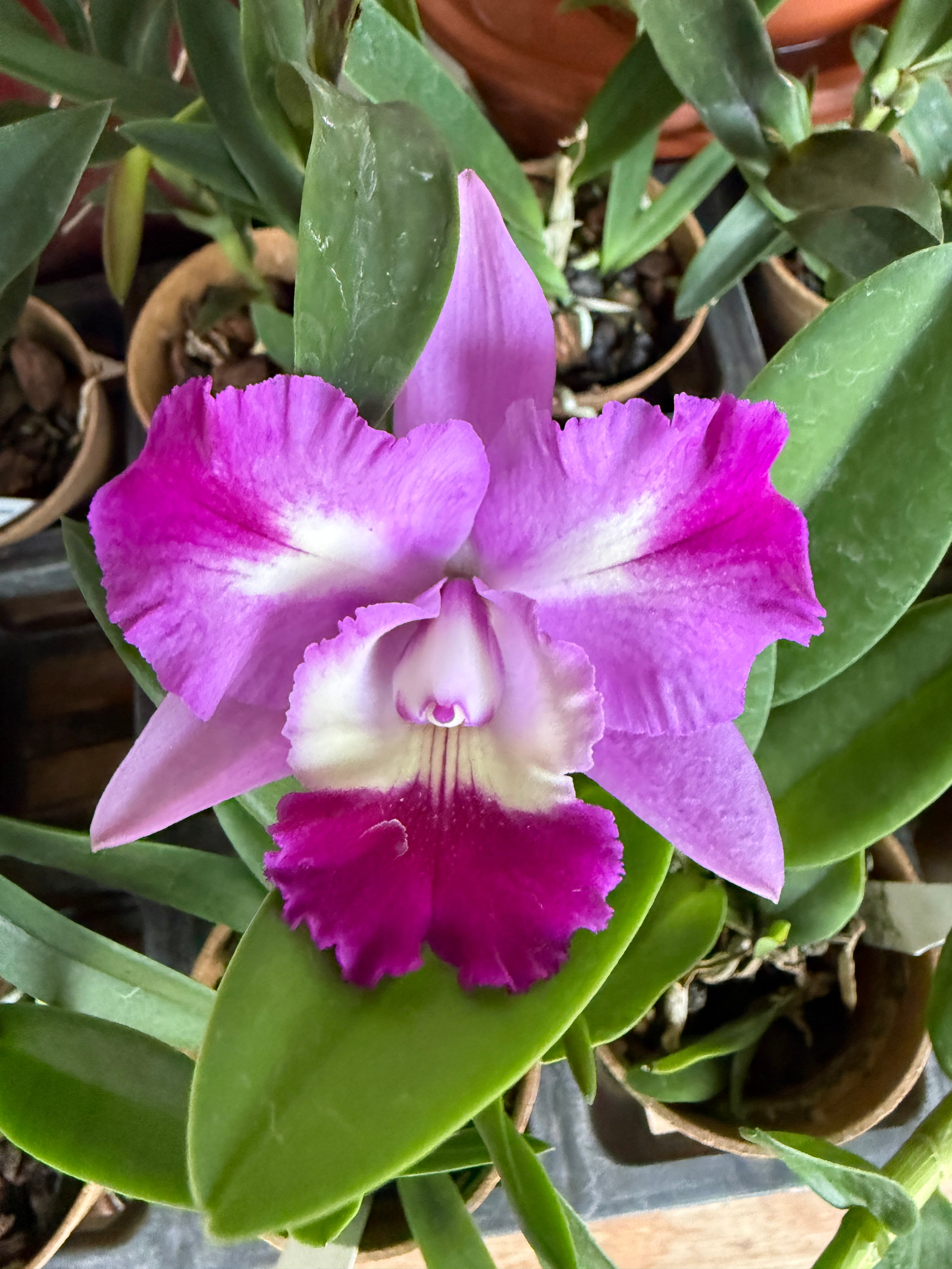 C. Mari's Love 'Taka' – Orchid Alley