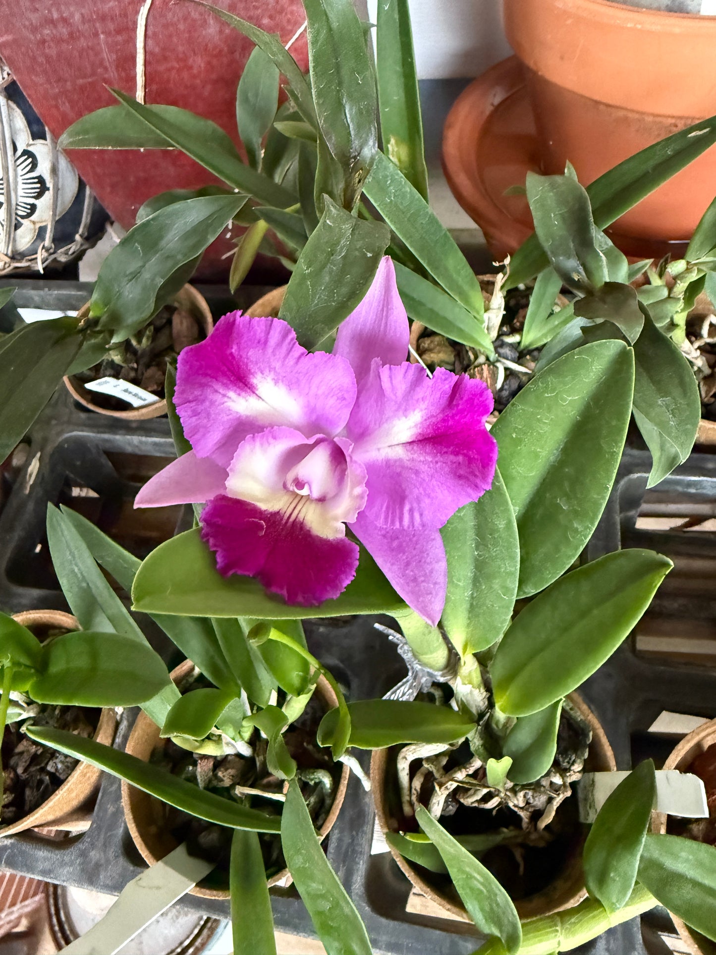 C. Mari's Love 'Taka'