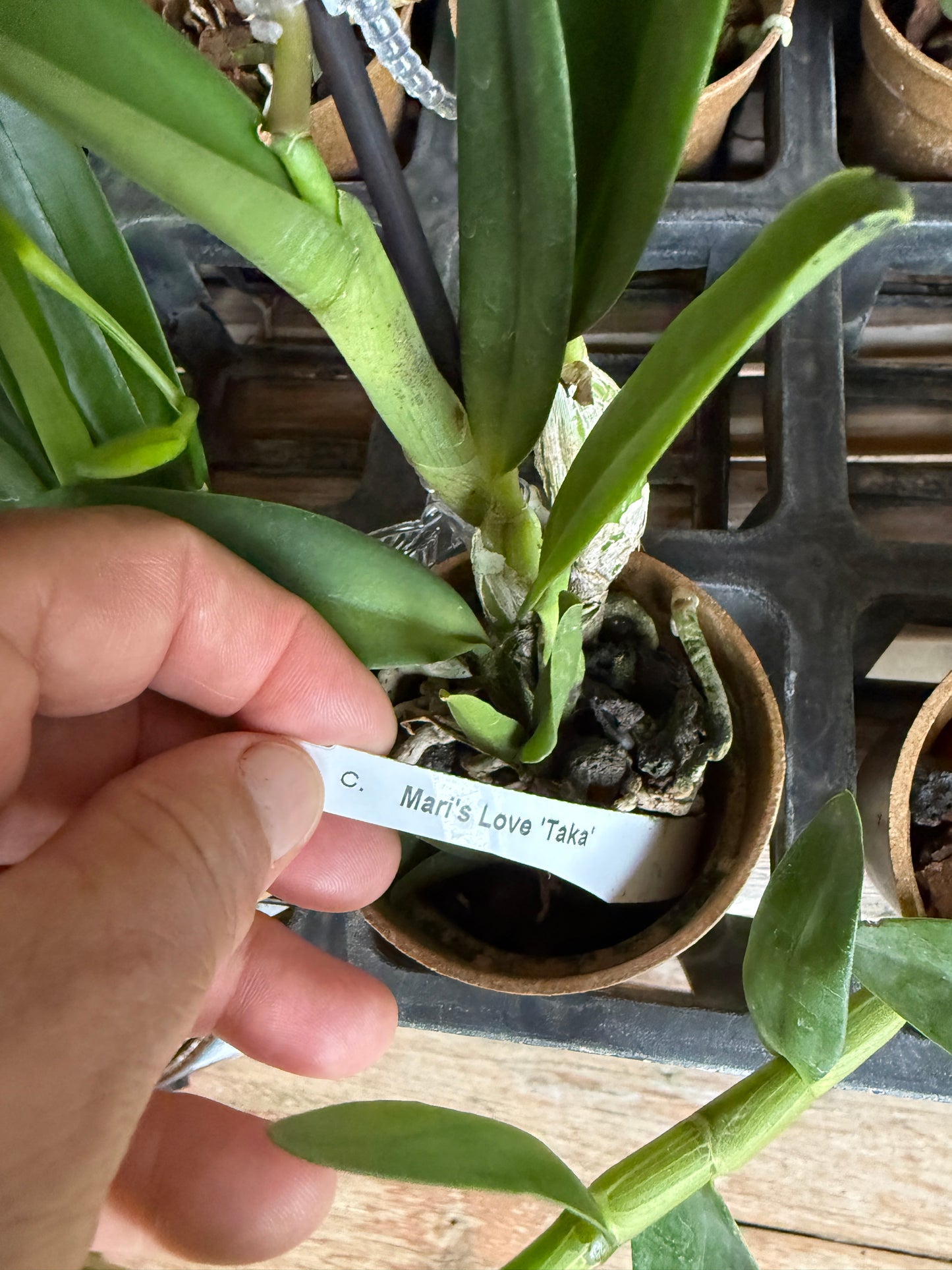 C. Mari's Love 'Taka'