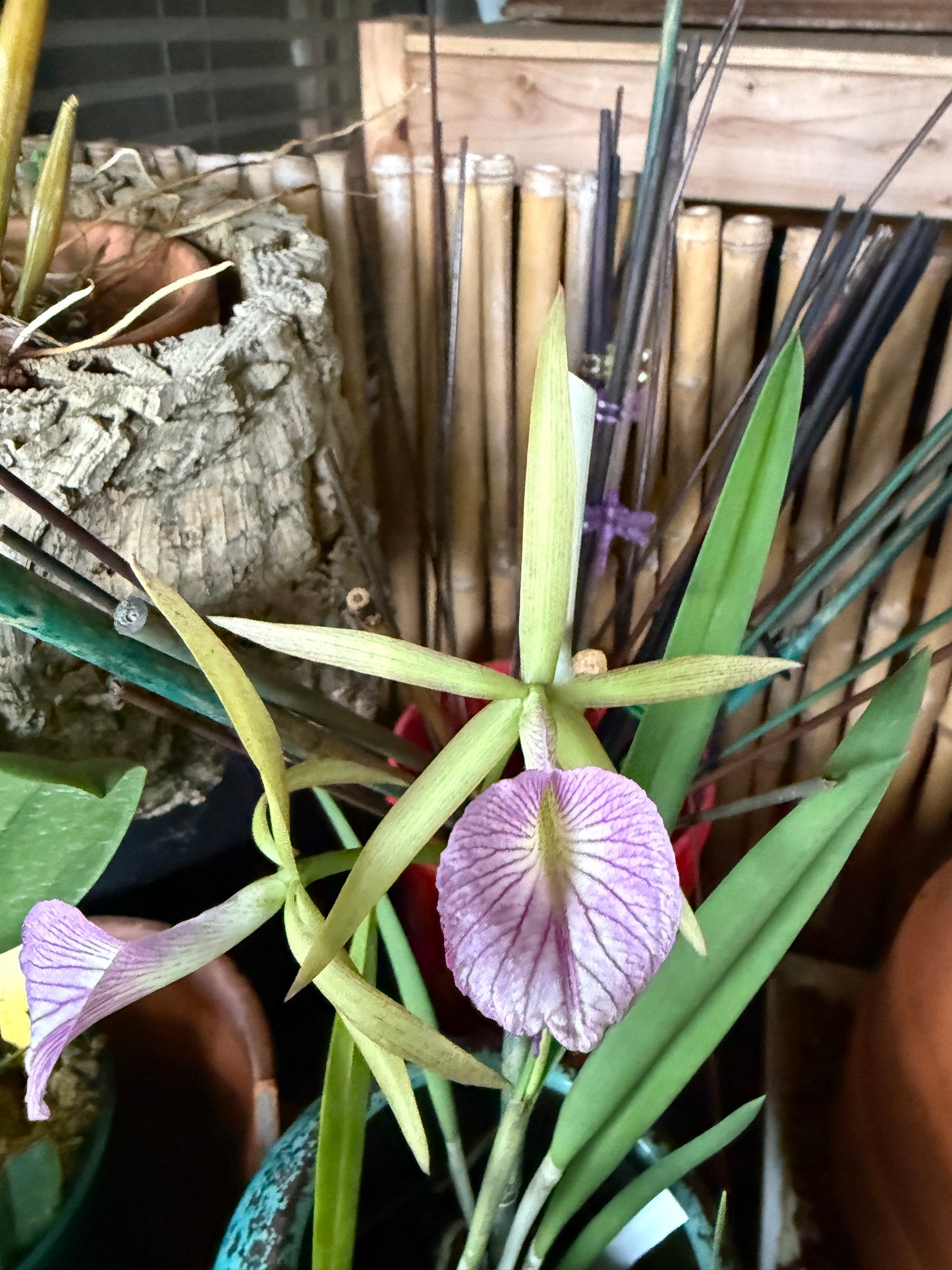 BC. Hamlyn's Magic 'Leilani'