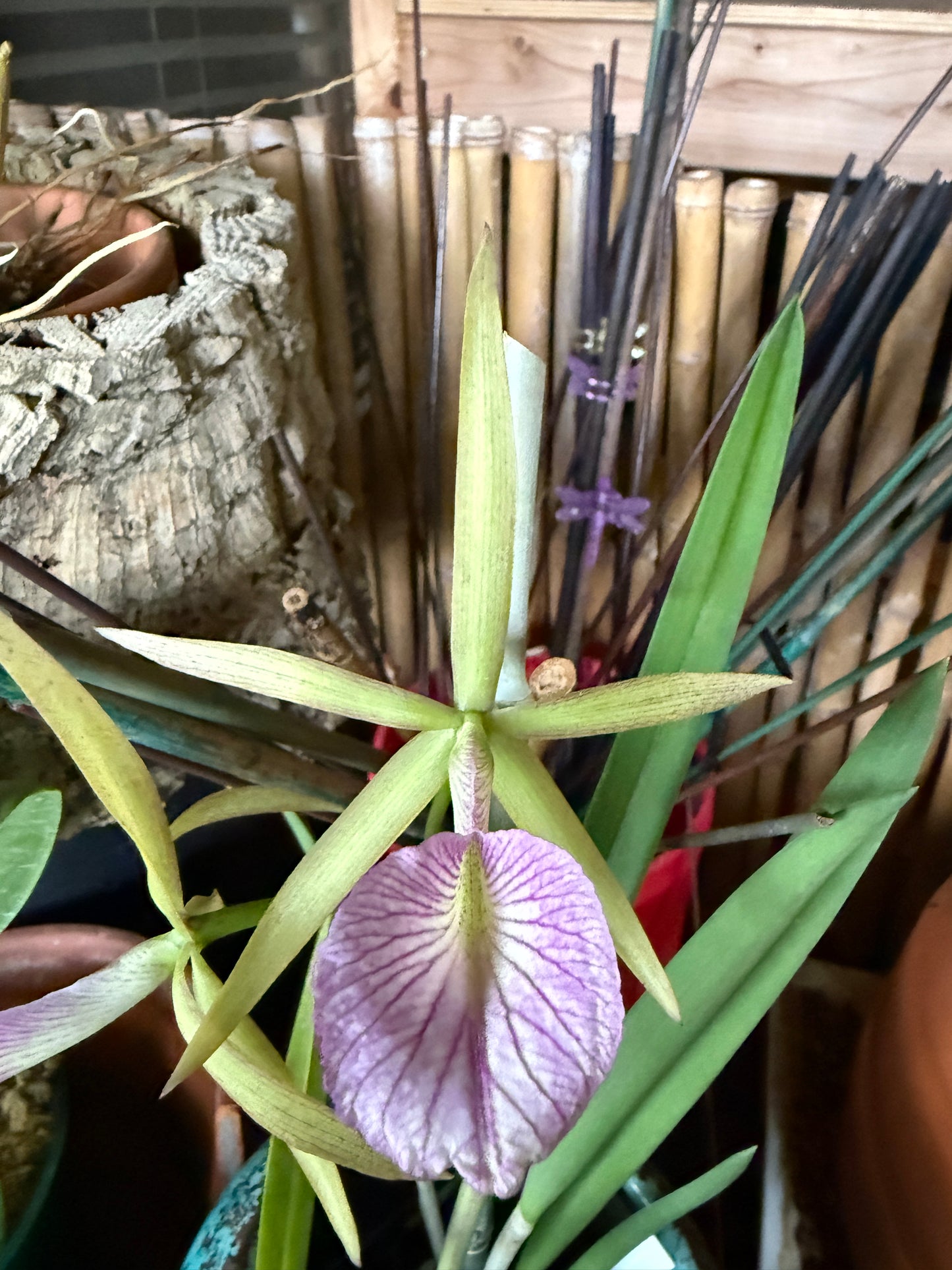 BC. Hamlyn's Magic 'Leilani'