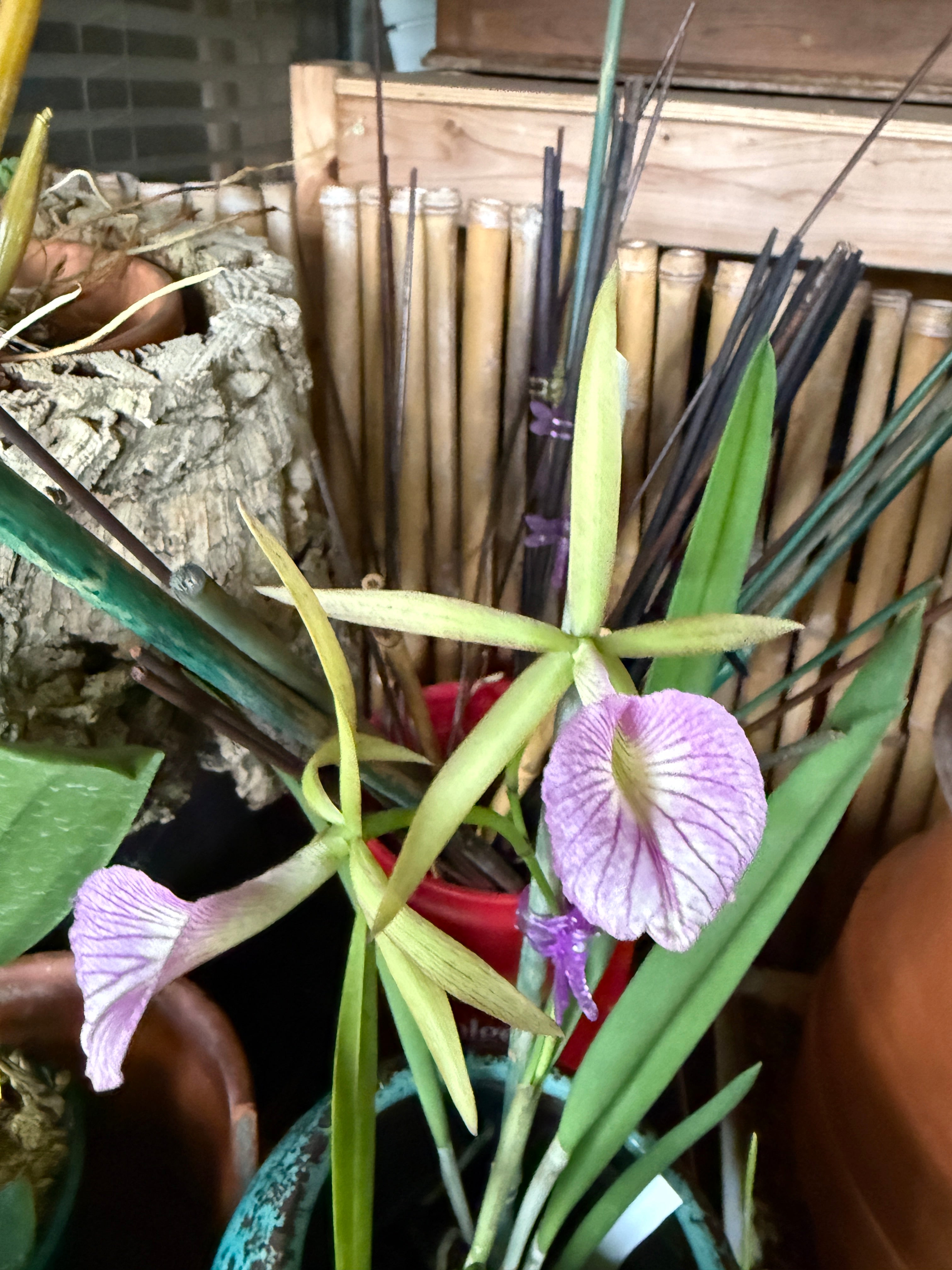 BC. Hamlyn's Magic 'Leilani' – Orchid Alley