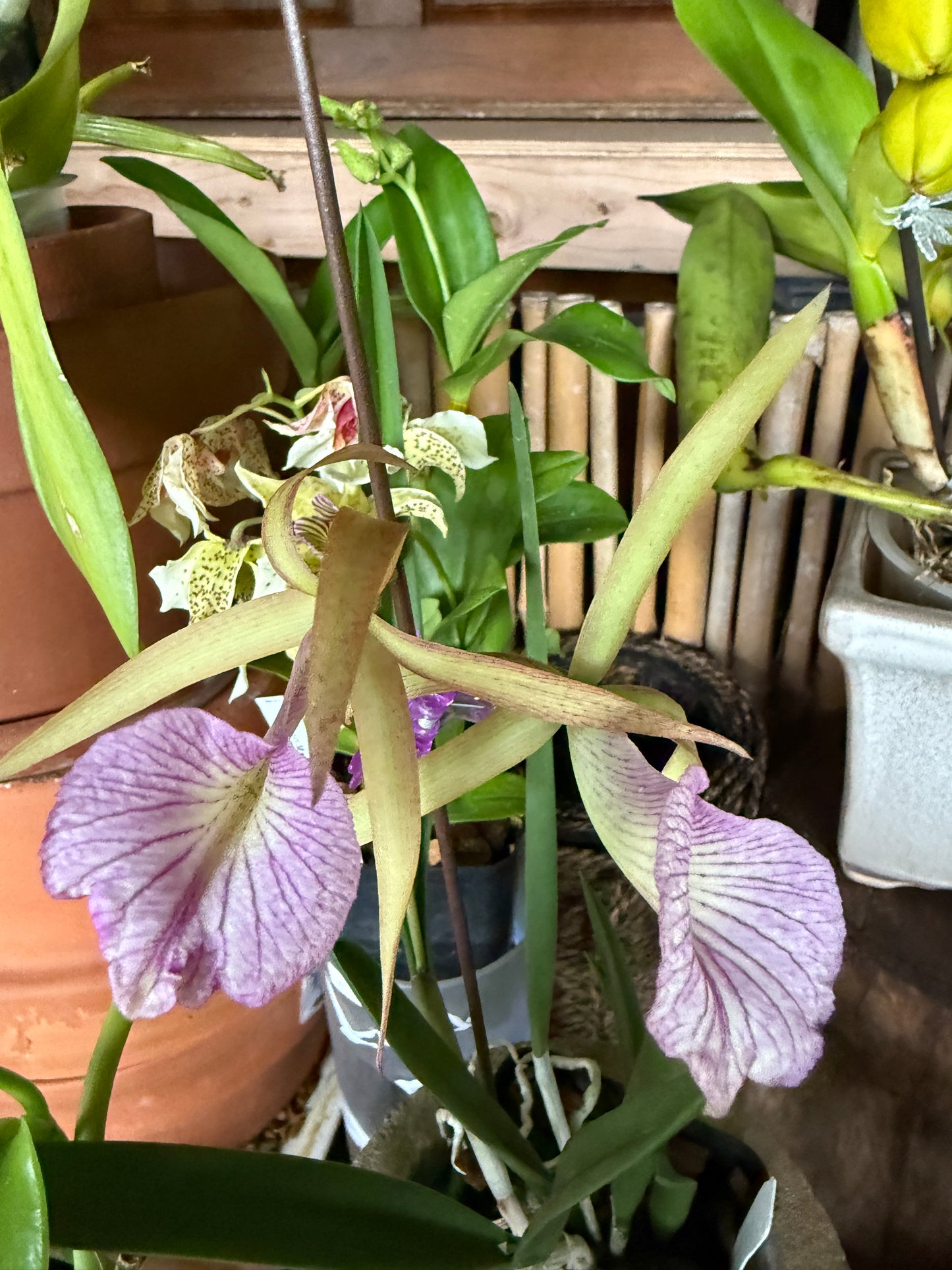 BC. Hamlyn's Magic 'Leilani'