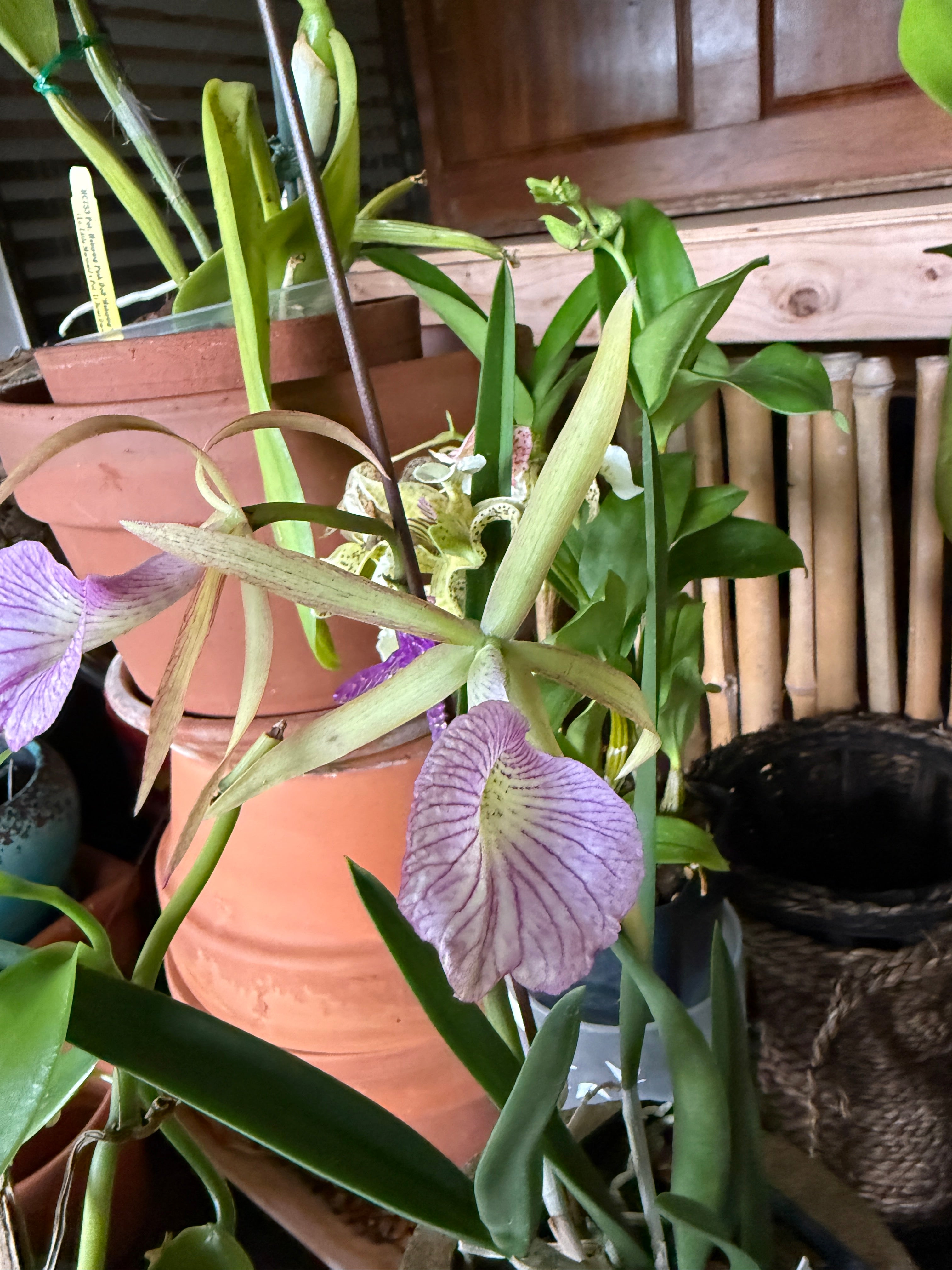 BC. Hamlyn's Magic 'Leilani' – Orchid Alley