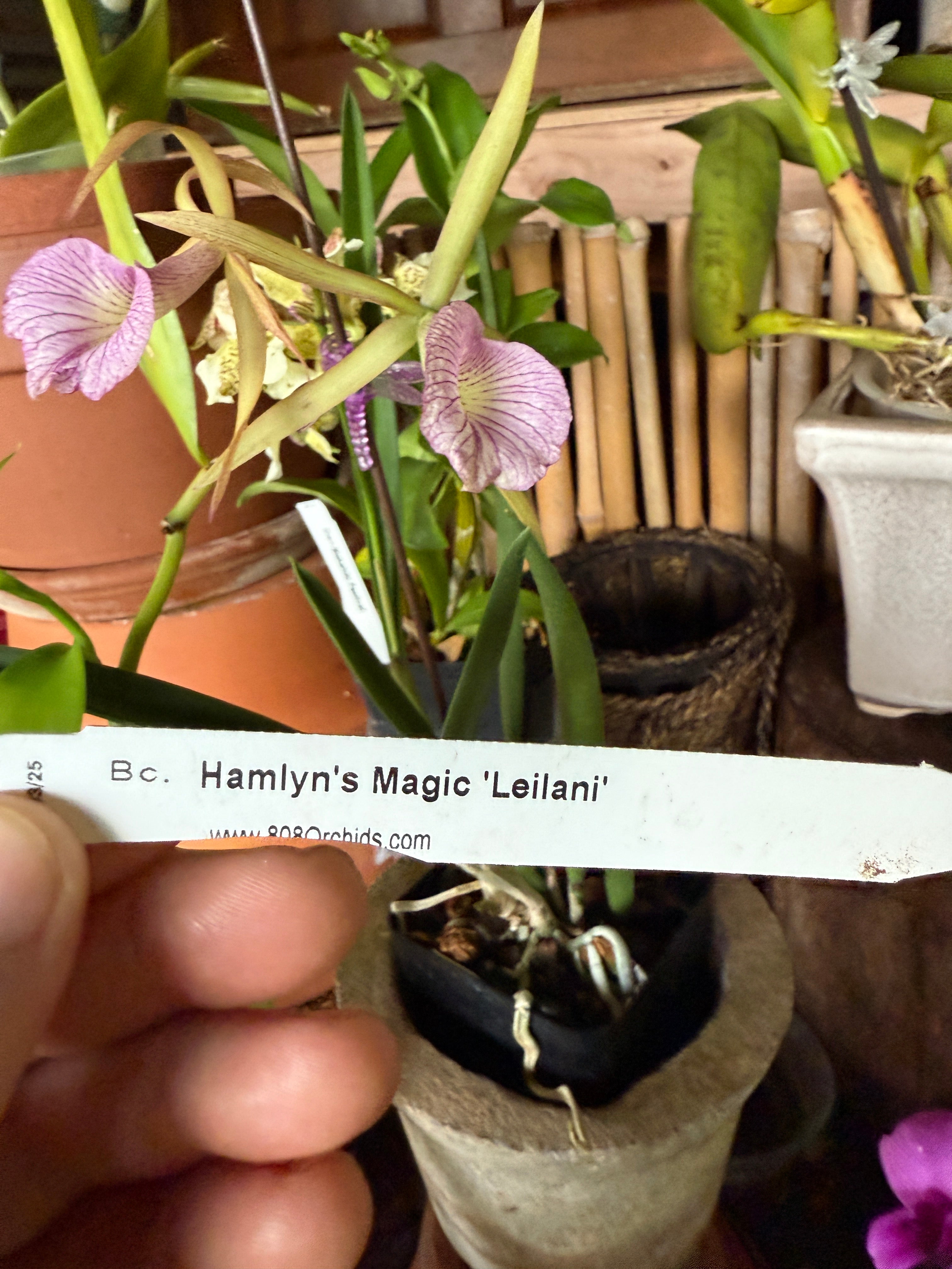 BC. Hamlyn's Magic 'Leilani' – Orchid Alley