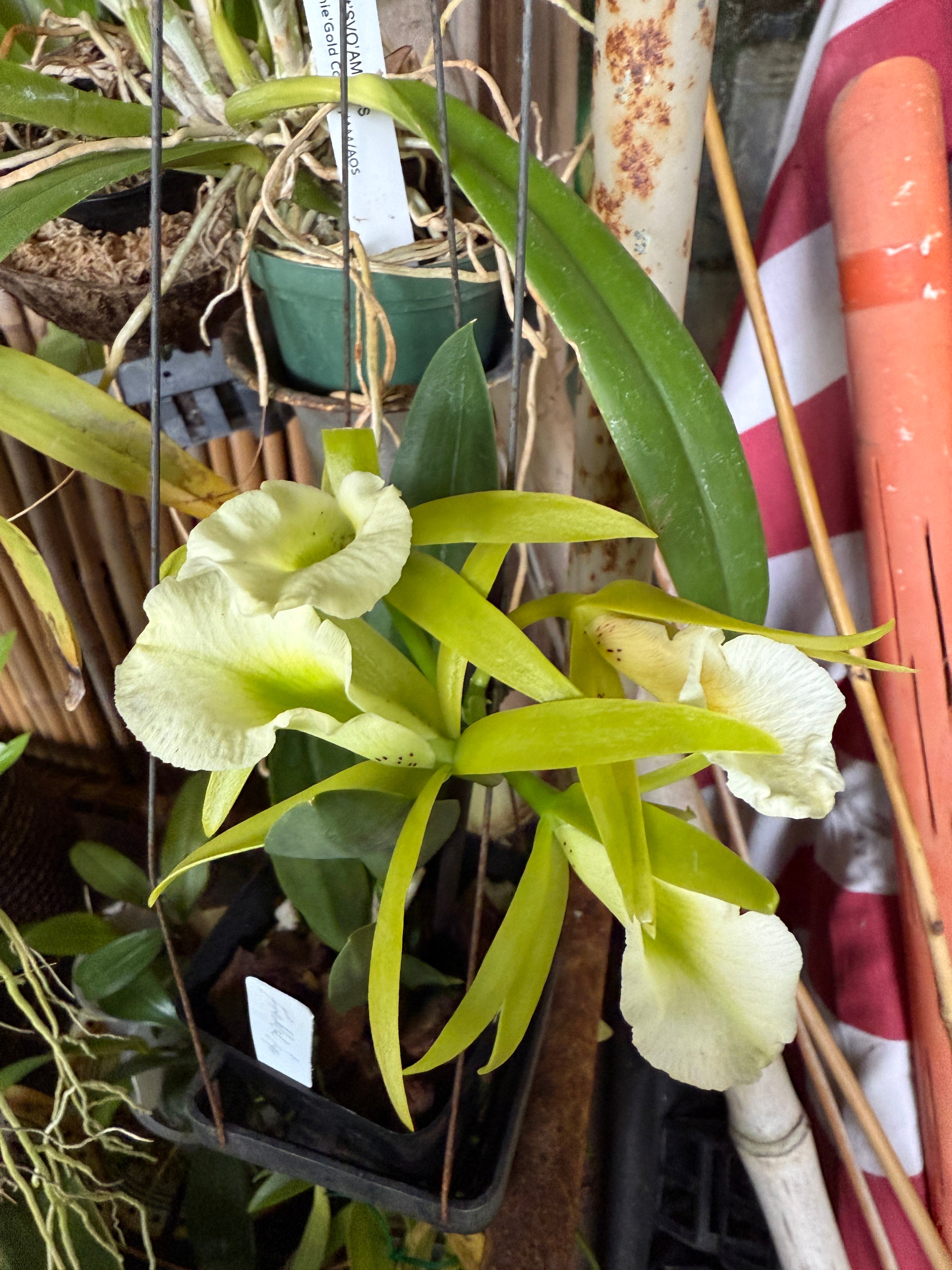 Pcv. Key Lime Stars 'Freckled Lips' – Orchid Alley