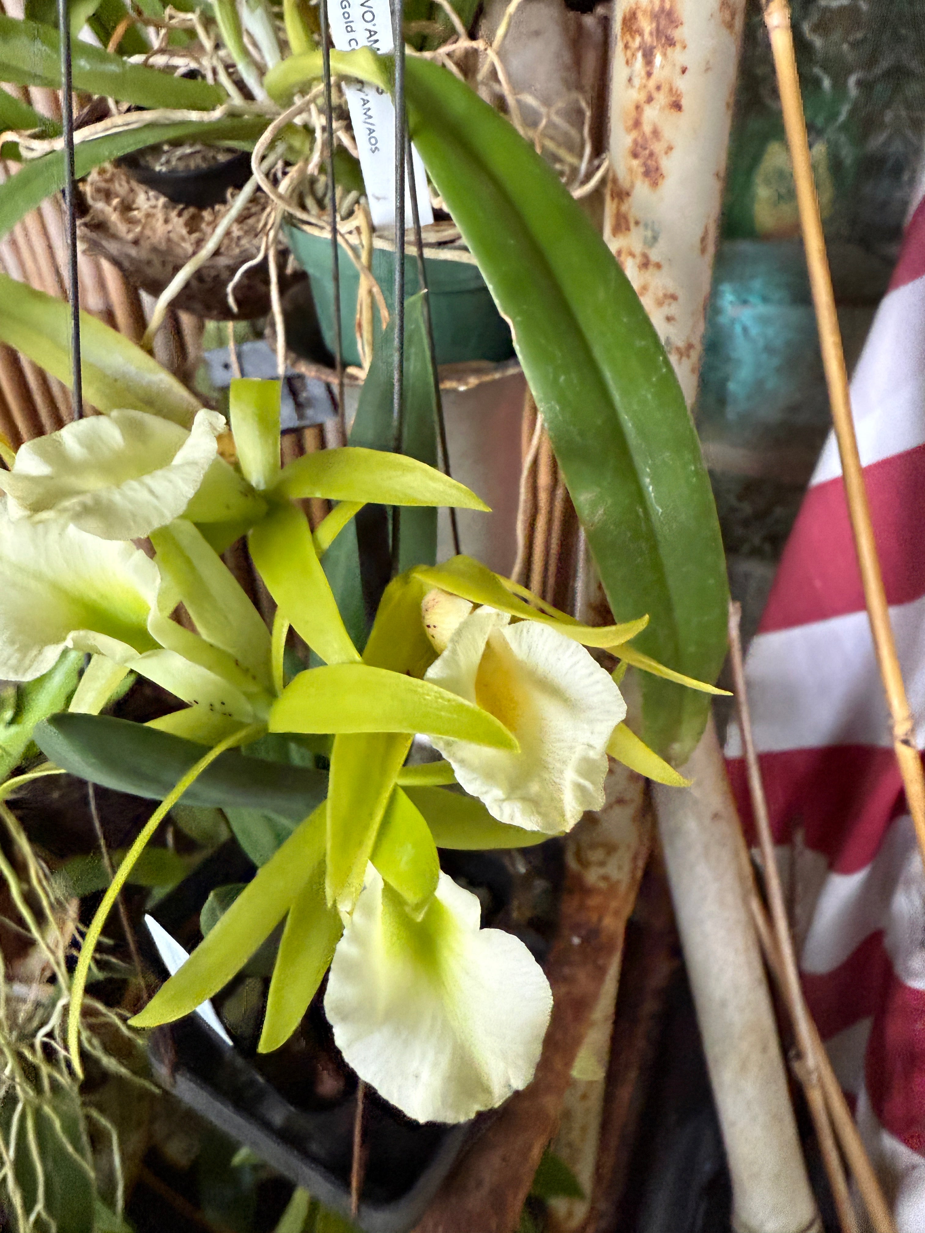 Pcv. Key Lime Stars 'Freckled Lips' – Orchid Alley